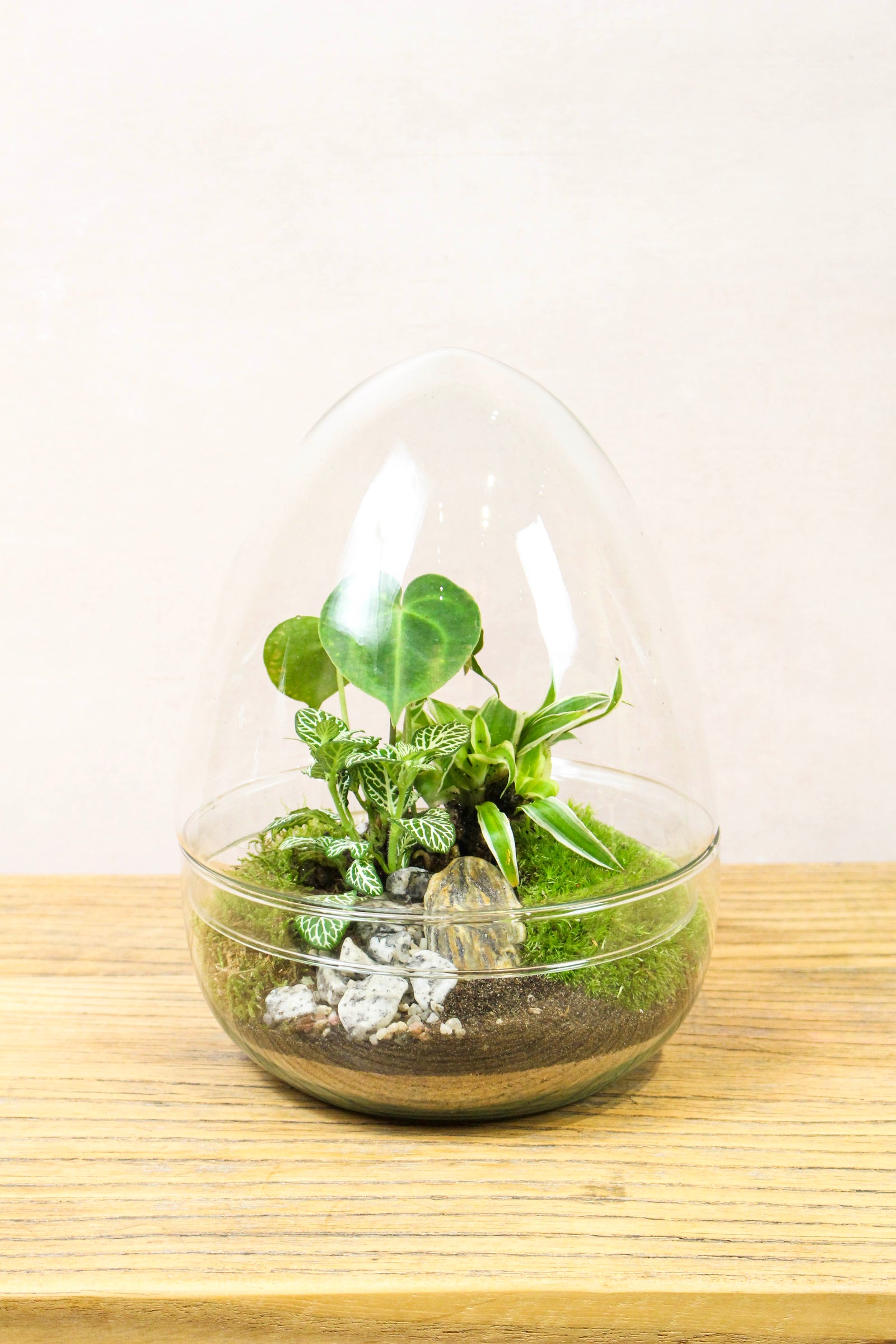 Beautiful and elegant large 26cm High by 17cm W glass egg vessel to create an enclosed miniature forest