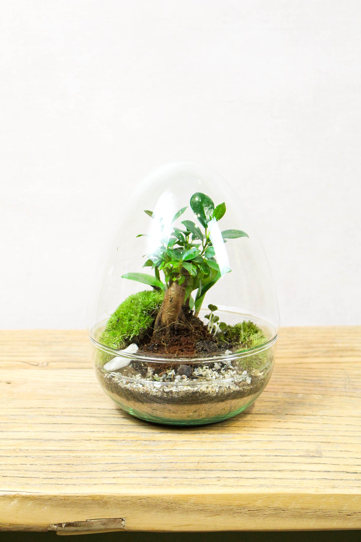 Glass egg terrarium kit (medium), an egg-shaped glass vessel with moss and plants