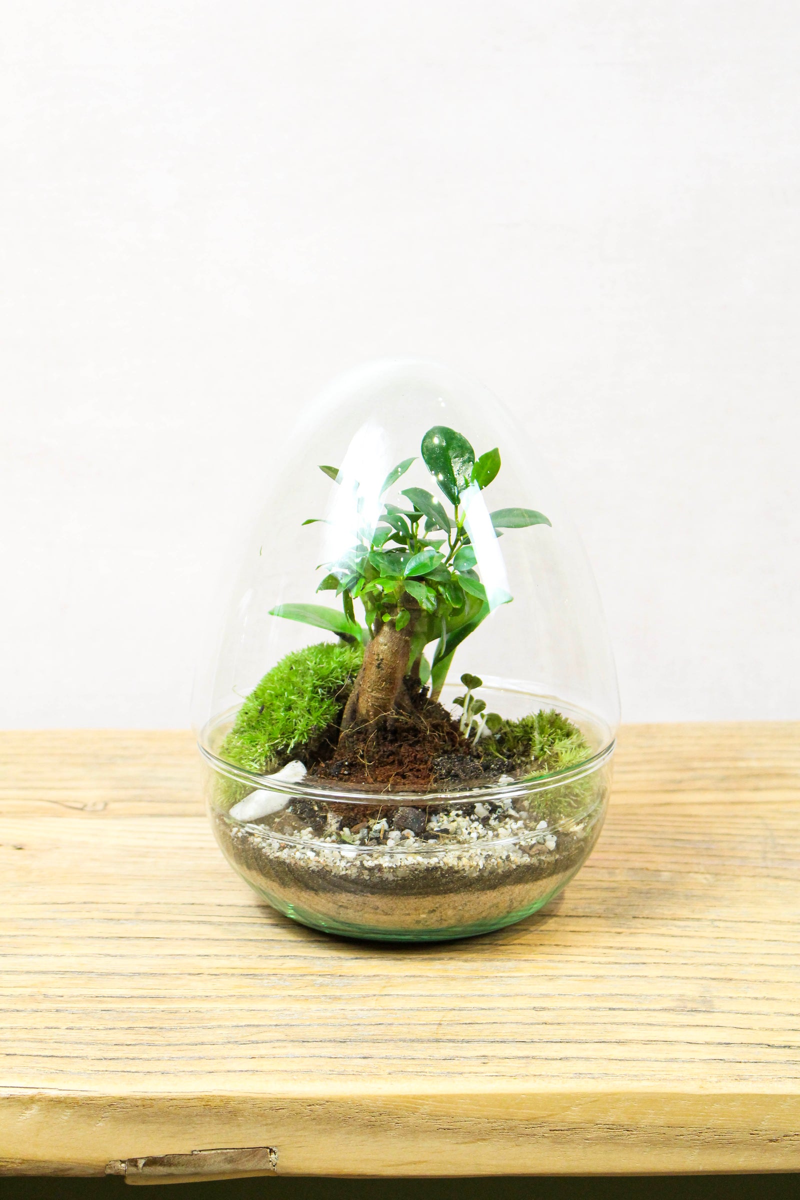 Glass egg terrarium kit (medium), an egg-shaped glass vessel with moss and plants