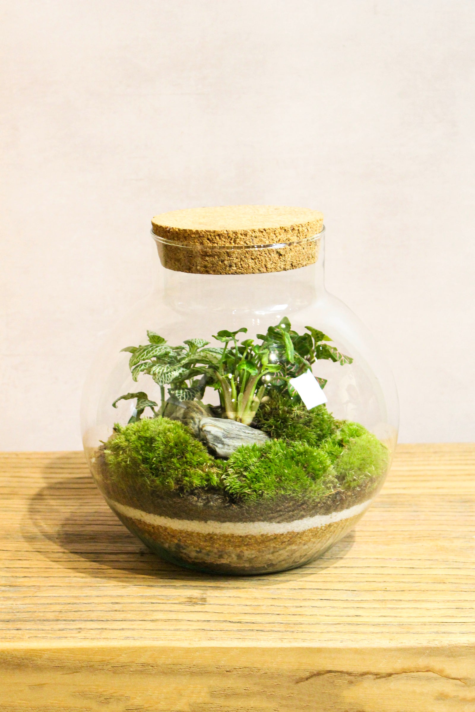 Handmade tropical bowl jar terrarium with palms and Fittonia