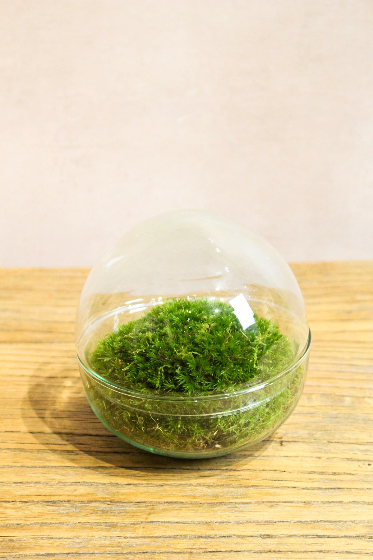 Handmade living moss globe terrarium filled with bun moss
