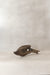 Driftwood Hand Carved Fish - (14.3)
