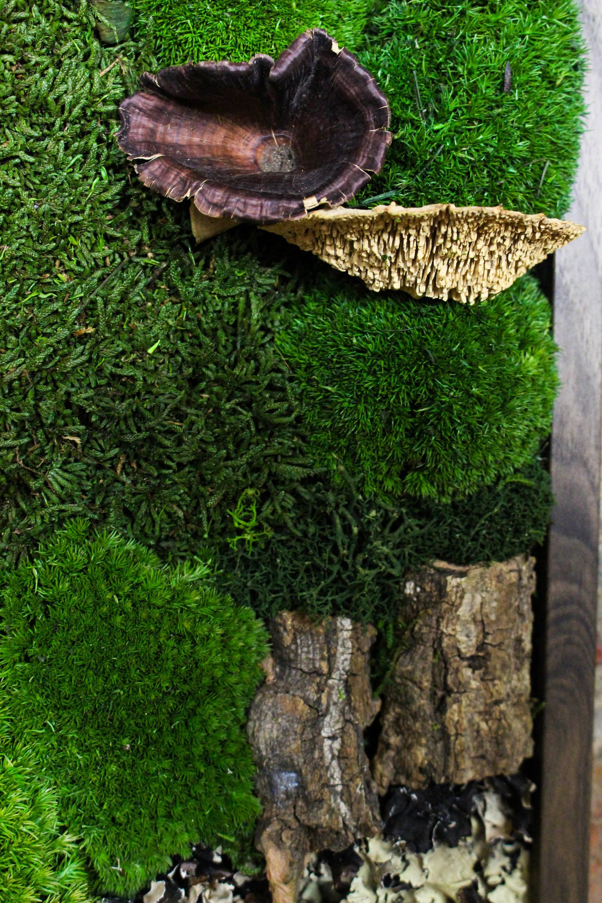 Preserved Moss Art - (Wooden Frame) A4 FR77