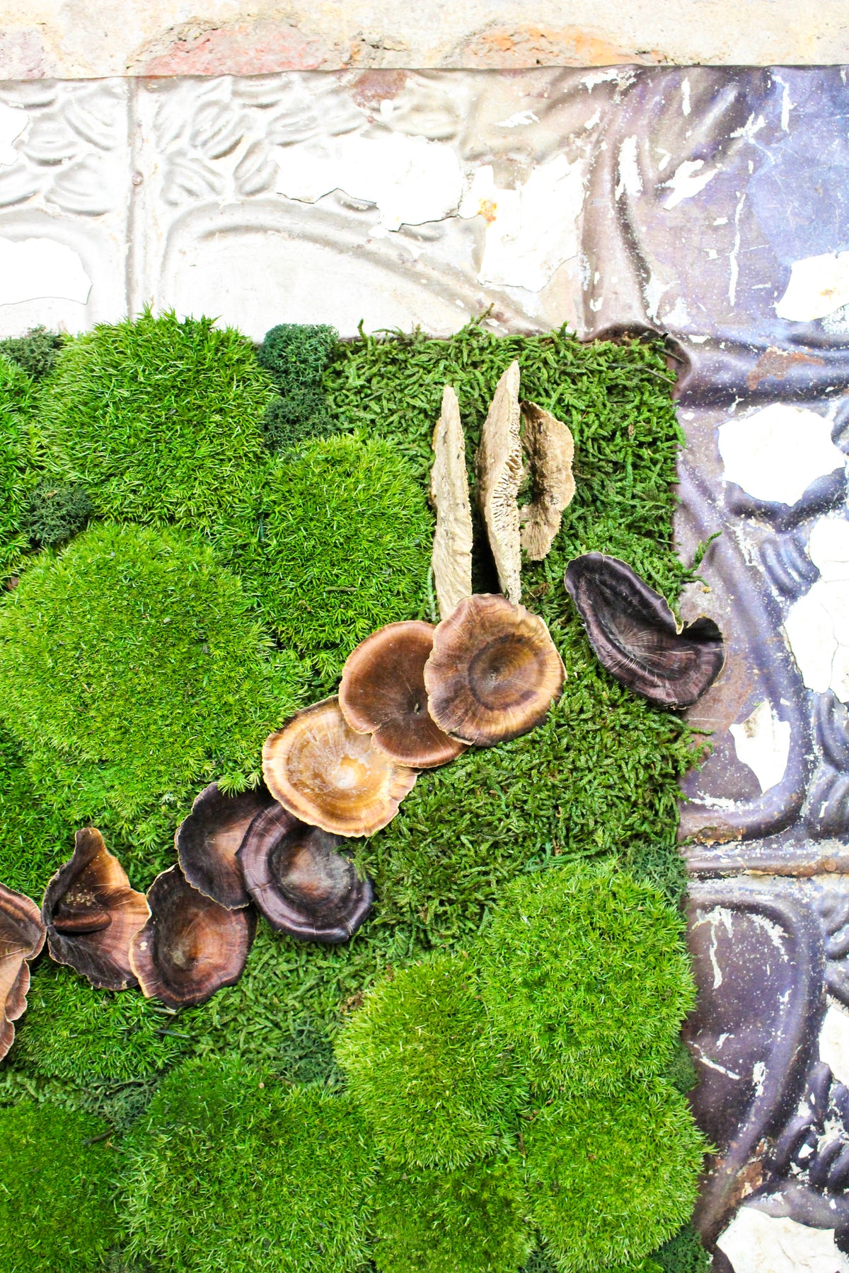 Preserved Moss Art (Victorian Frame) FR82