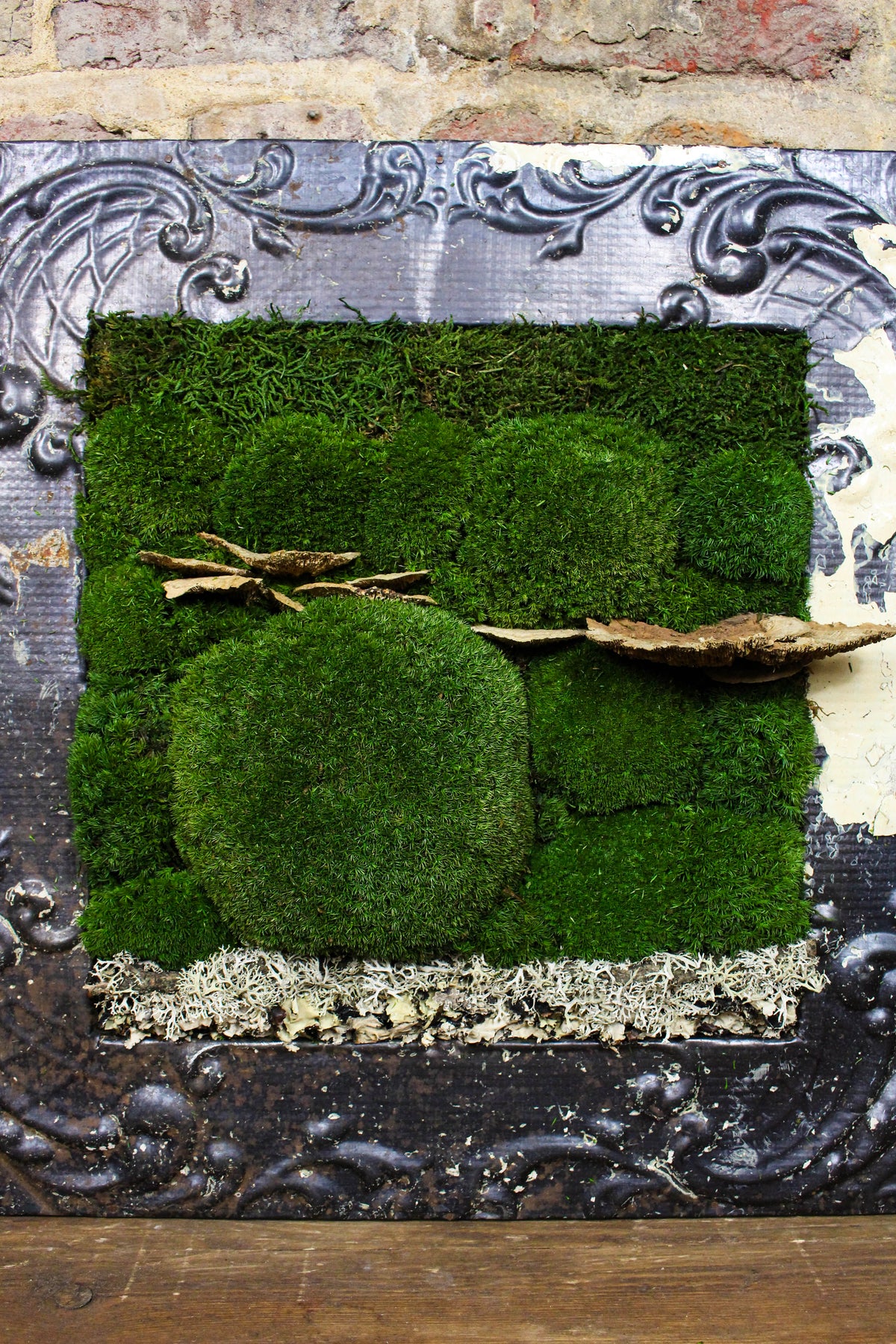 Angled view of the Victorian-framed moss artwork (FR84) — Botanical Boys