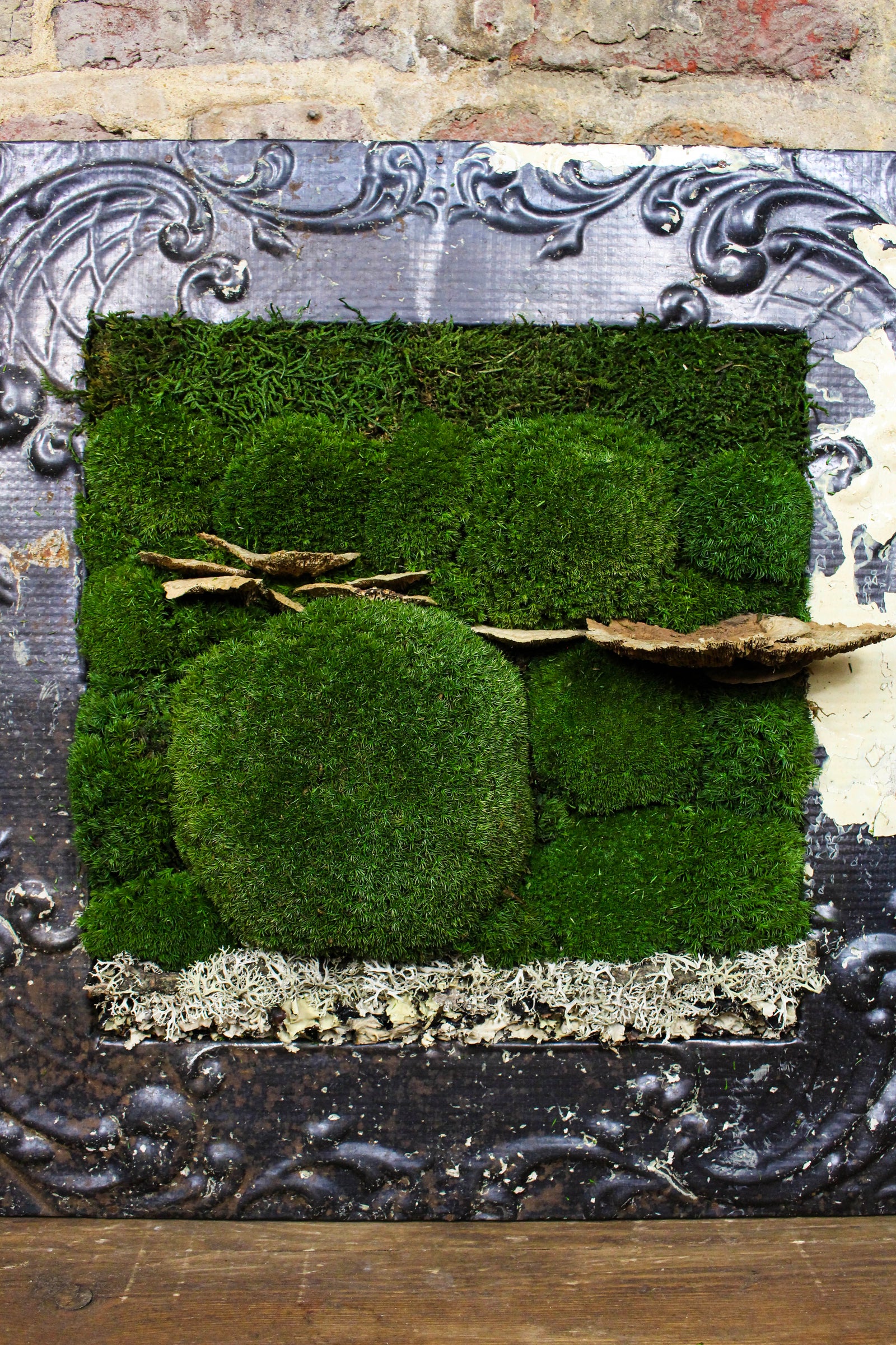 Angled view of the Victorian-framed moss artwork (FR84) — Botanical Boys
