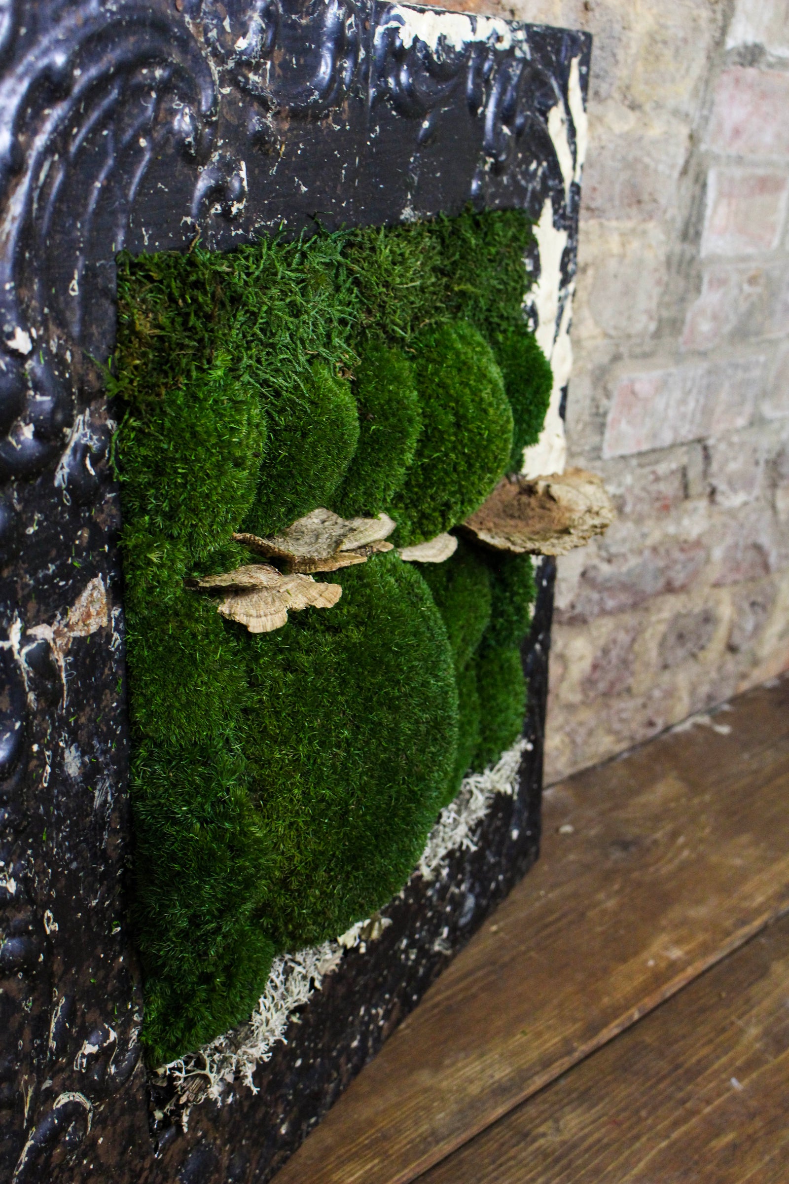 Victorian-framed moss art styled on the wall (FR84) — Botanical Boys