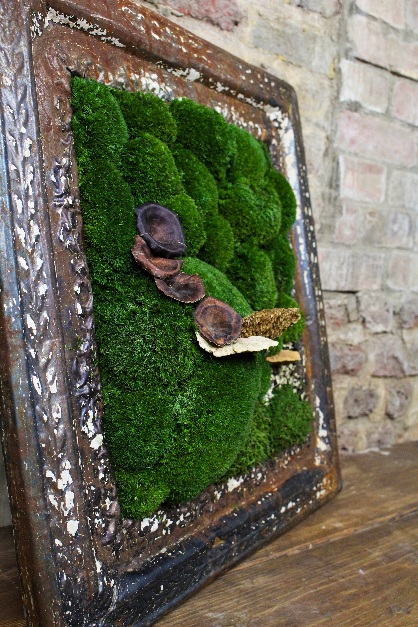 Victorian-framed moss art styled on the wall (FR85) — Botanical Boys