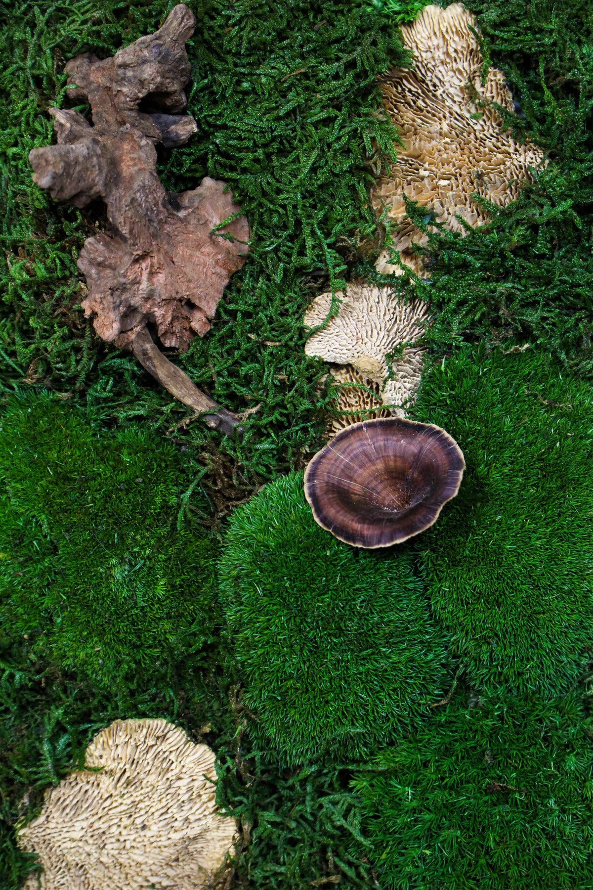 Detail of preserved moss, mushrooms and driftwood texture (FR88) — Botanical Boys
