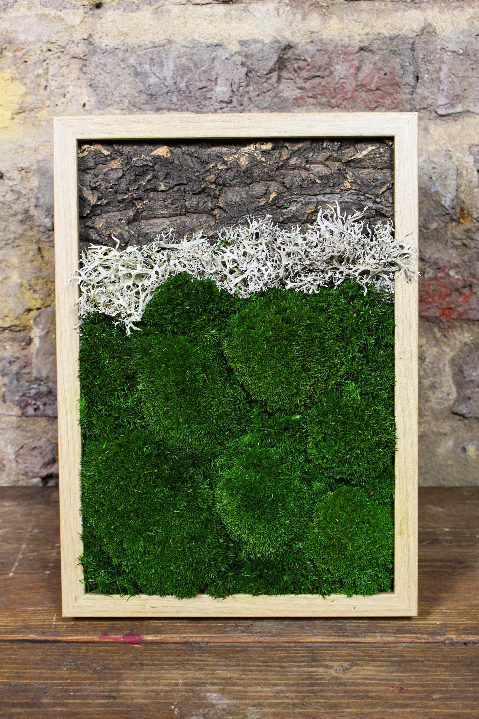 Preserved bun moss wall art in a natural wood frame (FR89) — Botanical Boys