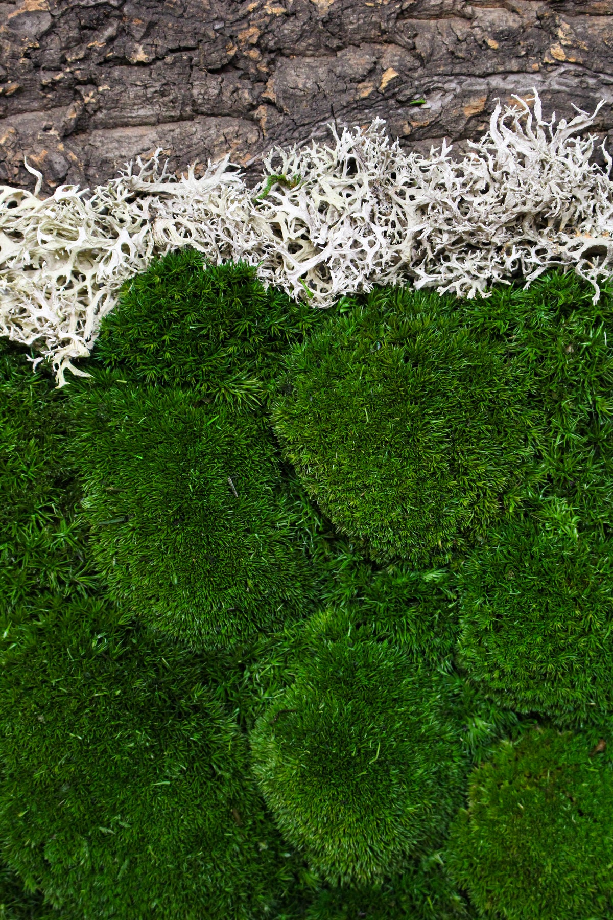 Detail of preserved moss, mushrooms and driftwood texture (FR89) — Botanical Boys