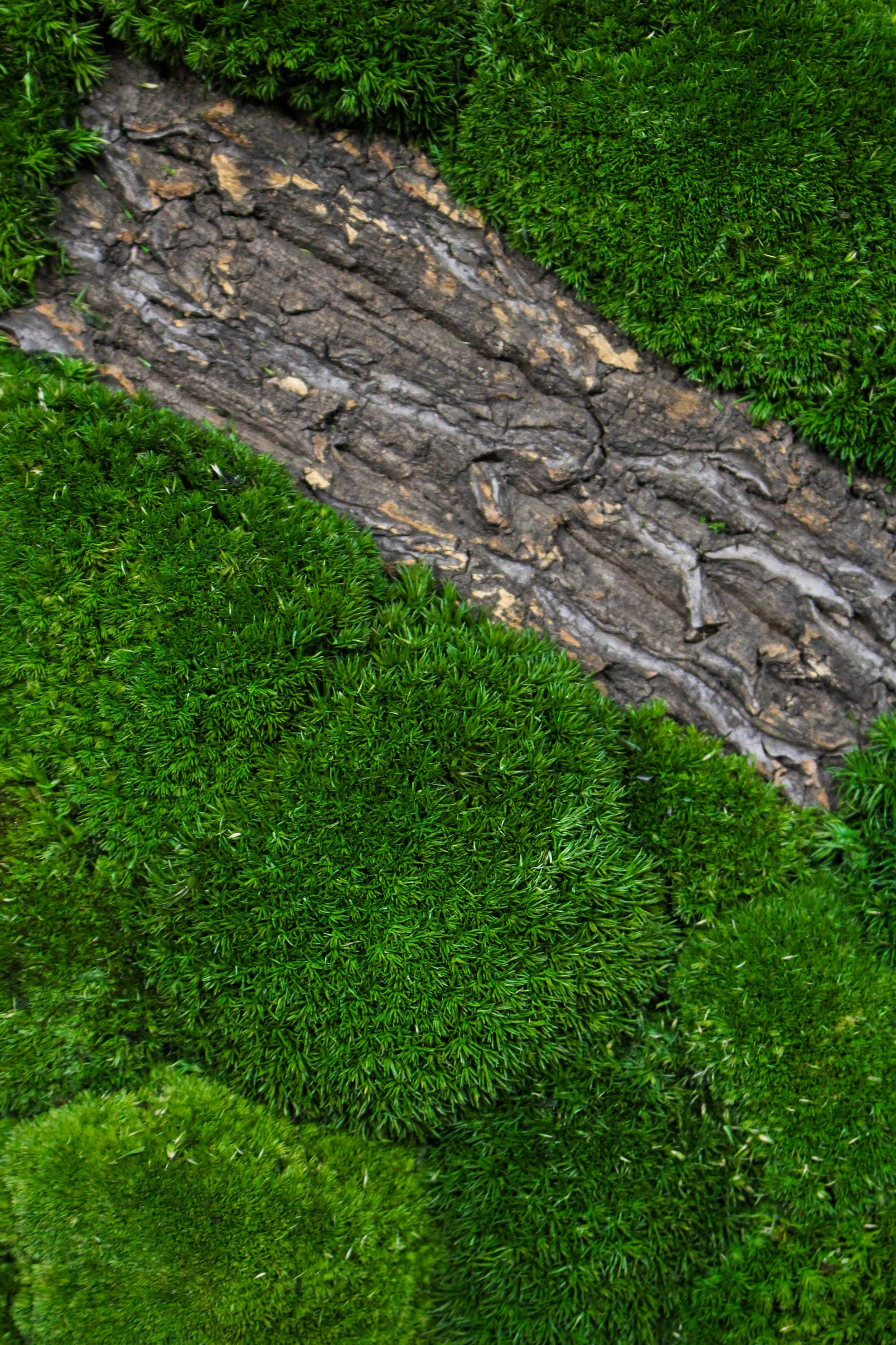 Detail of preserved moss and driftwood texture (FR90) — Botanical Boys