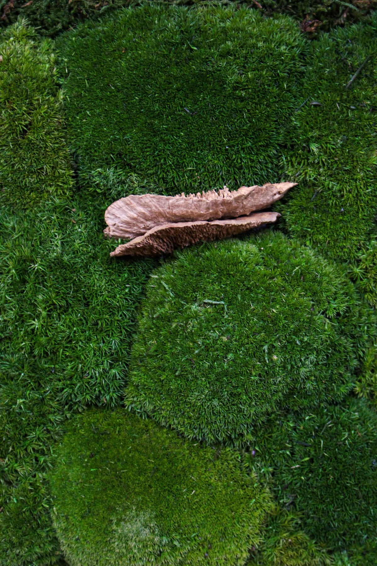 Detail of preserved moss, mushrooms and driftwood texture (FR92) — Botanical Boys