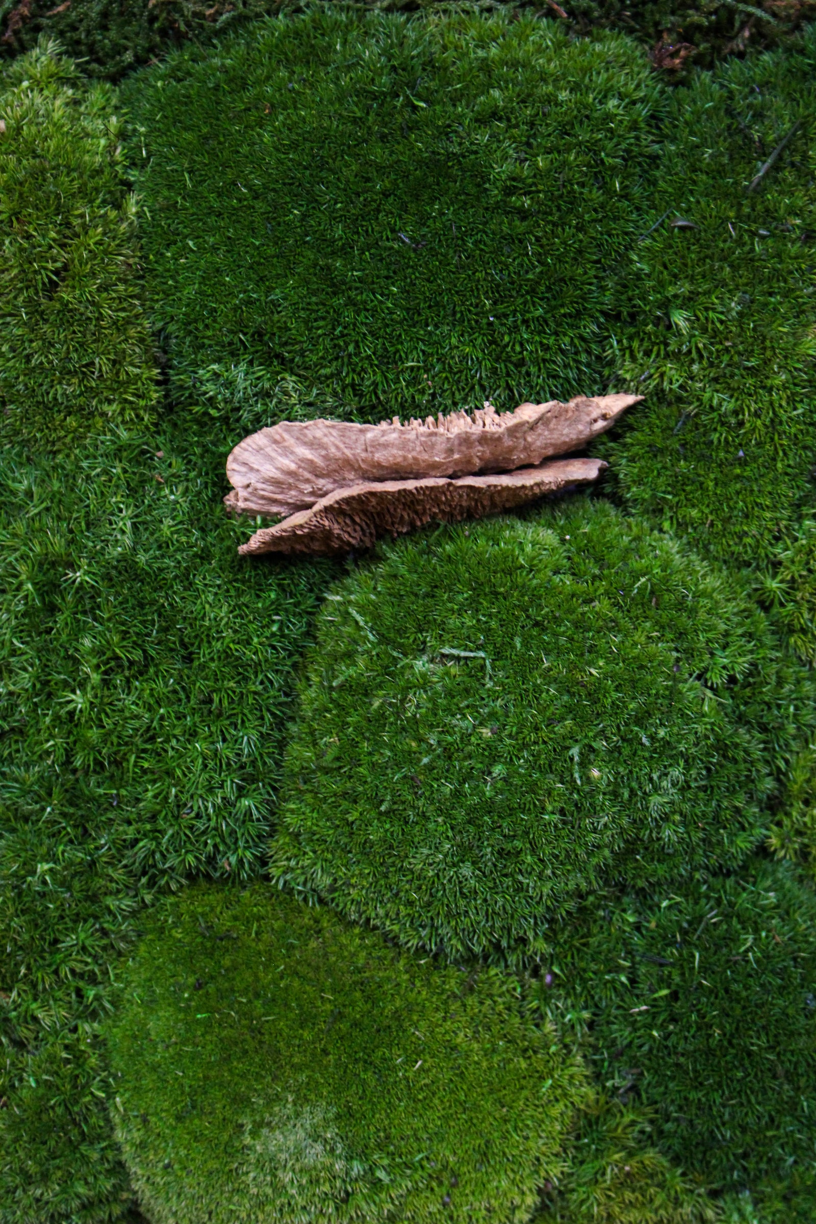 Detail of preserved moss, mushrooms and driftwood texture (FR92) — Botanical Boys