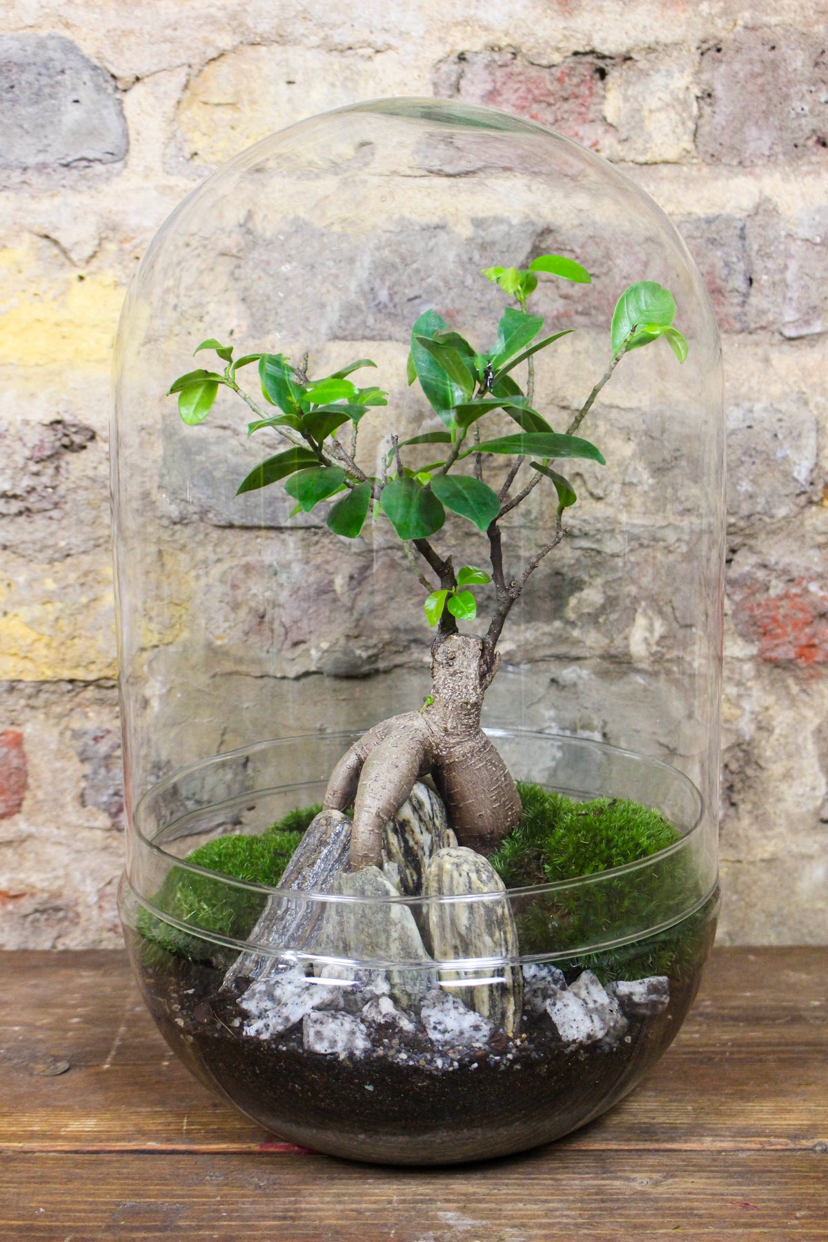 Zen terrarium in a 42cm tall cork-topped glass jar — Botanical Boys