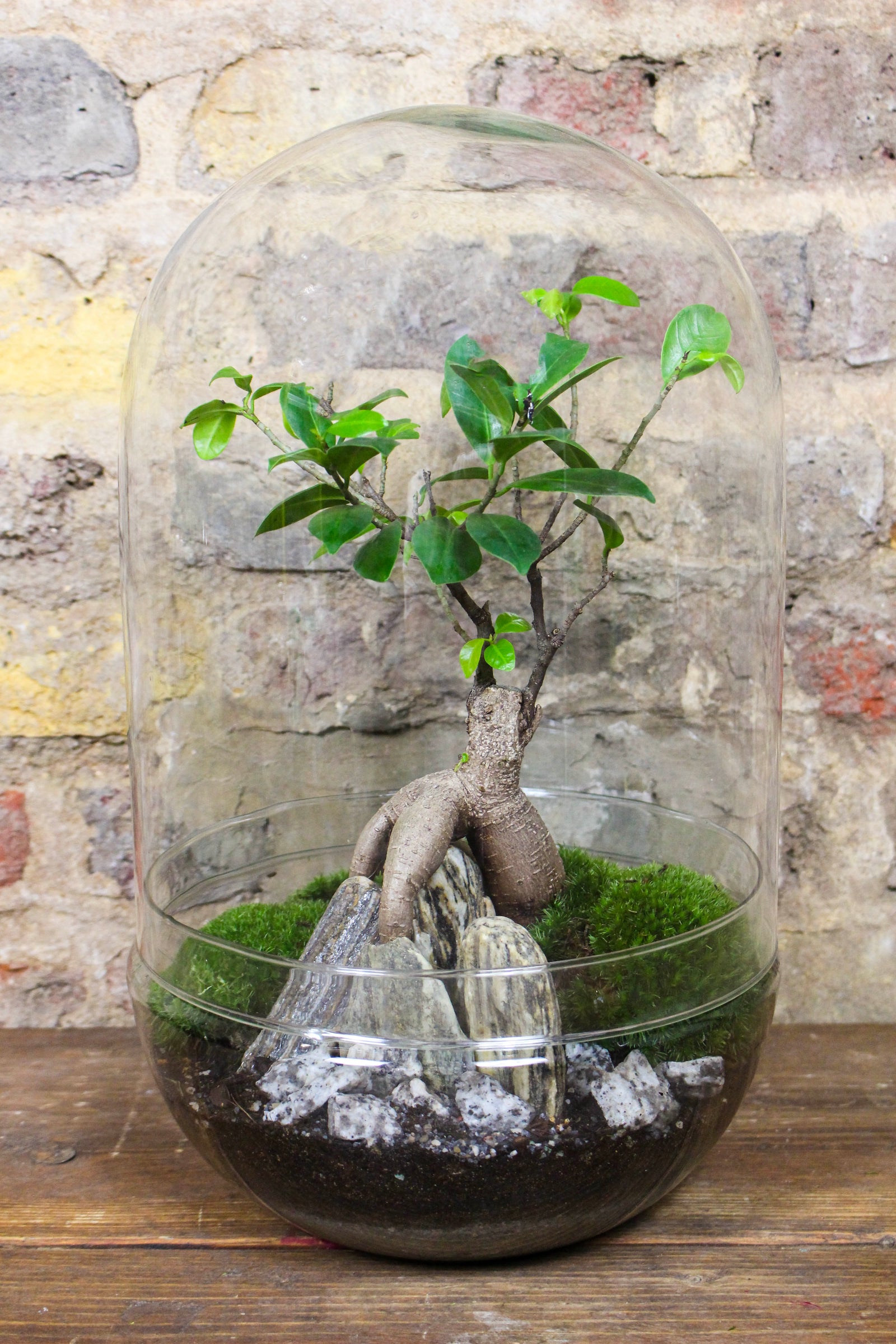 Zen terrarium in a 42cm tall cork-topped glass jar — Botanical Boys