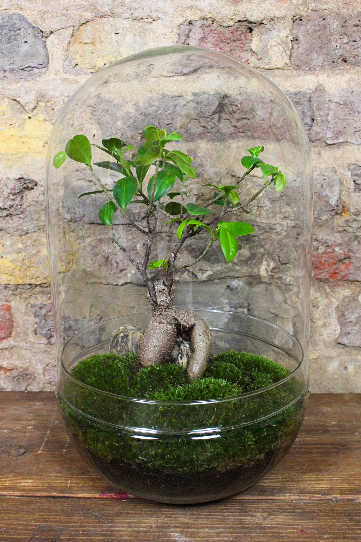 Side view of the tall cork jar Zen terrarium — Botanical Boys