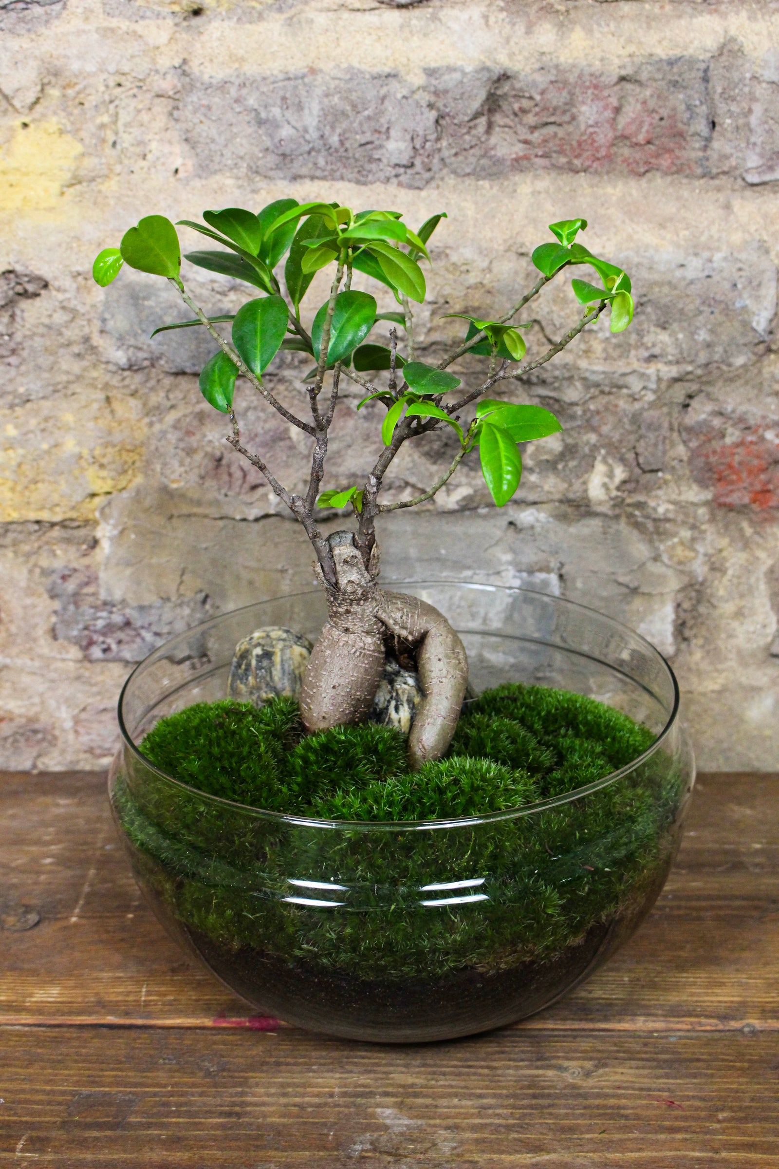 Zen jar terrarium styled as a living centrepiece — Botanical Boys