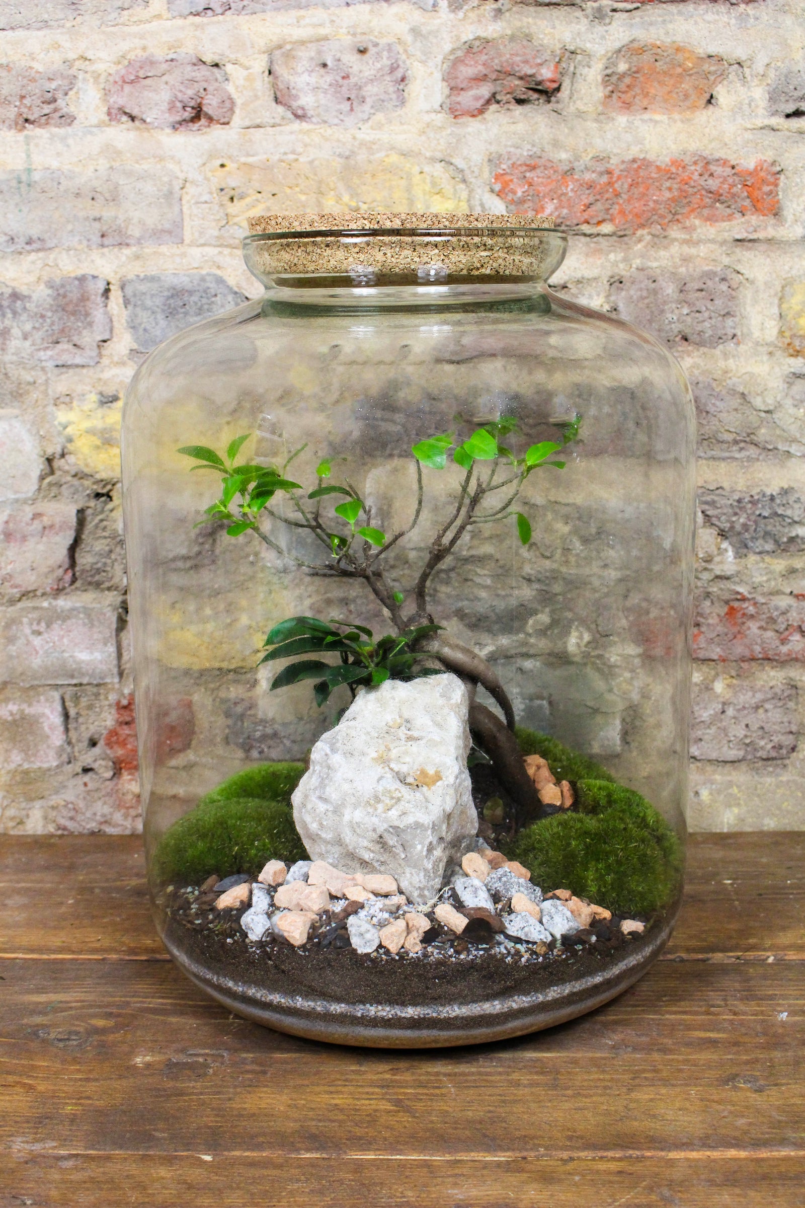 Grand 48cm Zen terrarium in a tall cork-topped glass jar — Botanical Boys