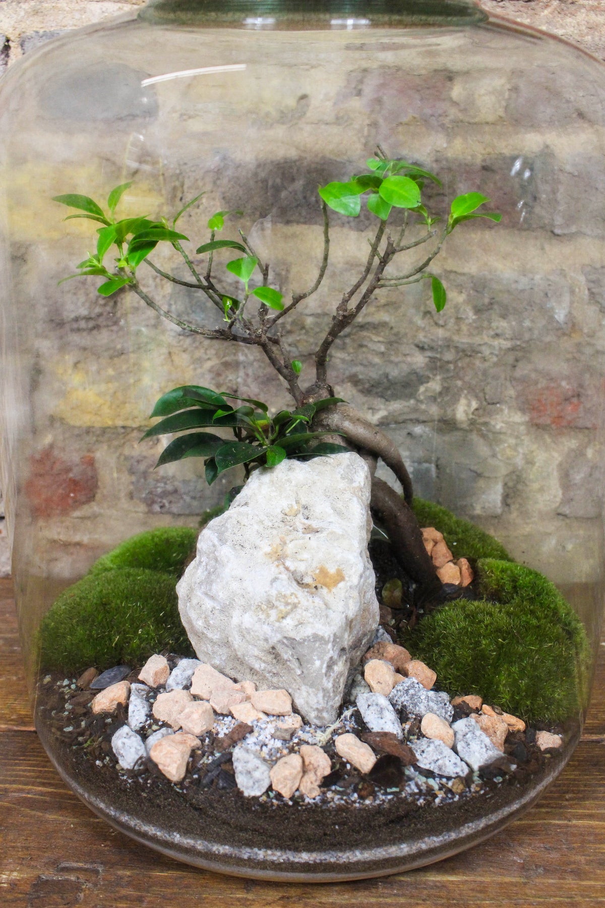 Detail of tropical planting and bun moss inside the Zen terrarium — Botanical Boys