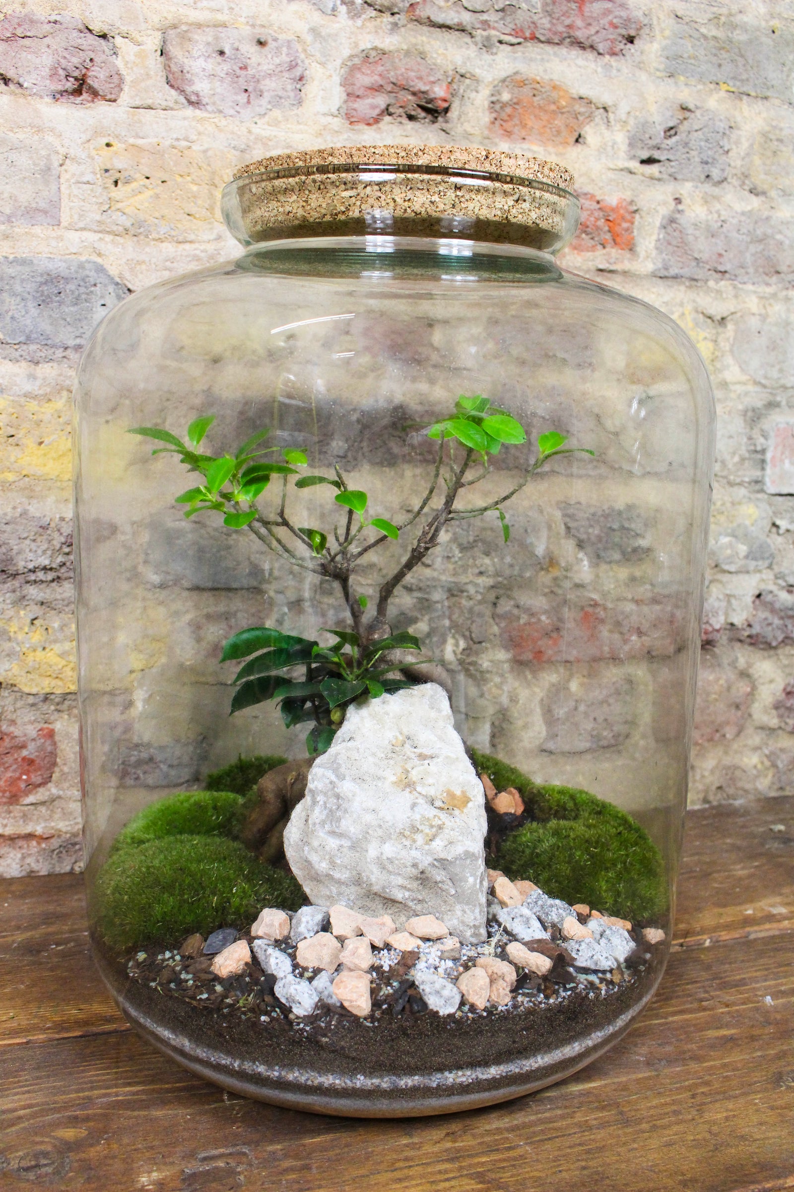 Side view of the tall cork jar Zen terrarium — Botanical Boys