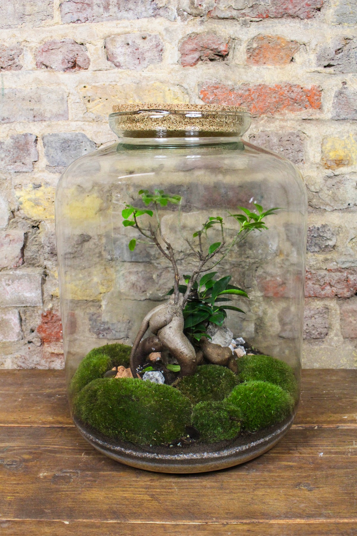 Grand Zen terrarium styled as a living centrepiece — Botanical Boys