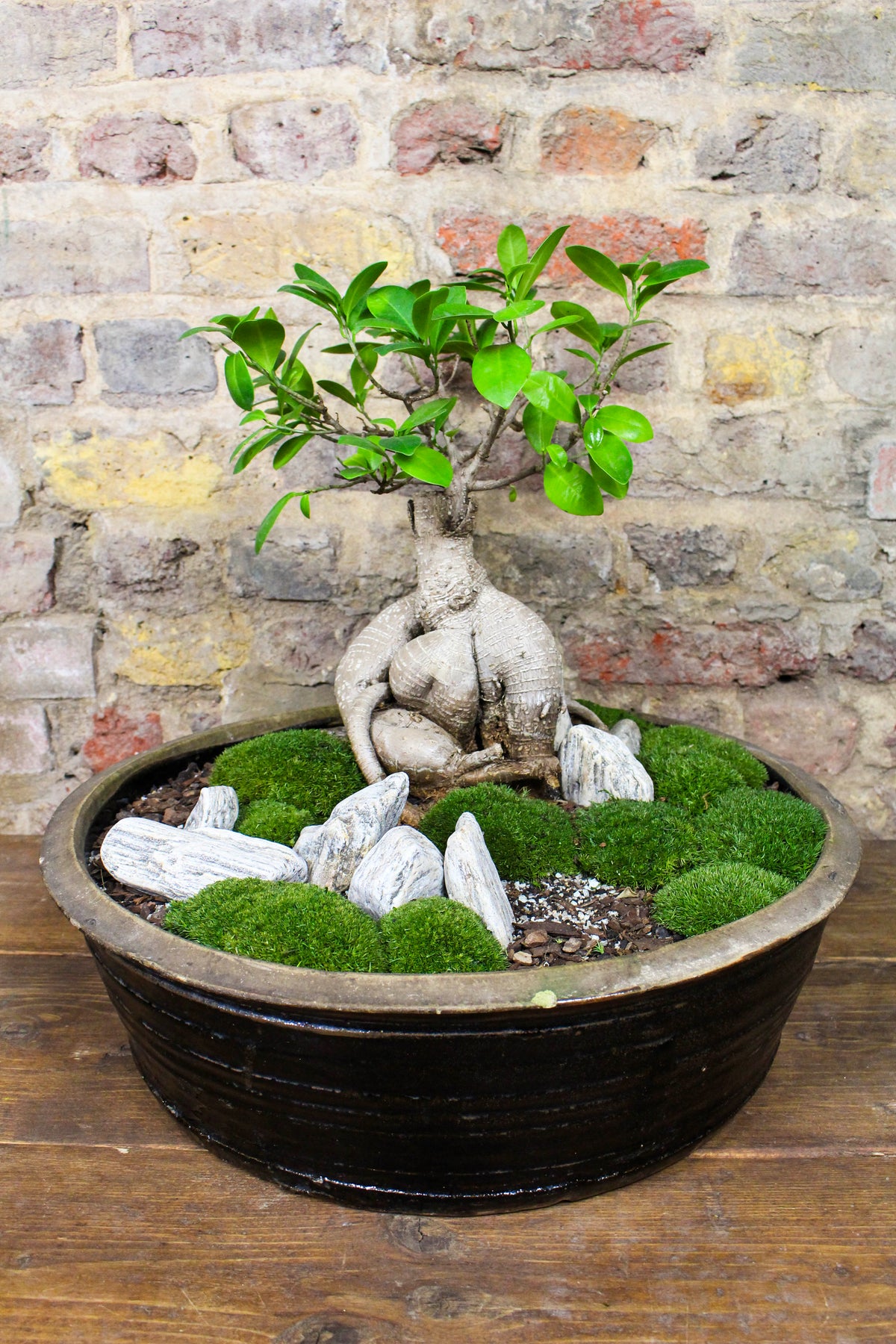 Ginseng ficus bonsai moss garden in a glazed ceramic bowl — Botanical Boys