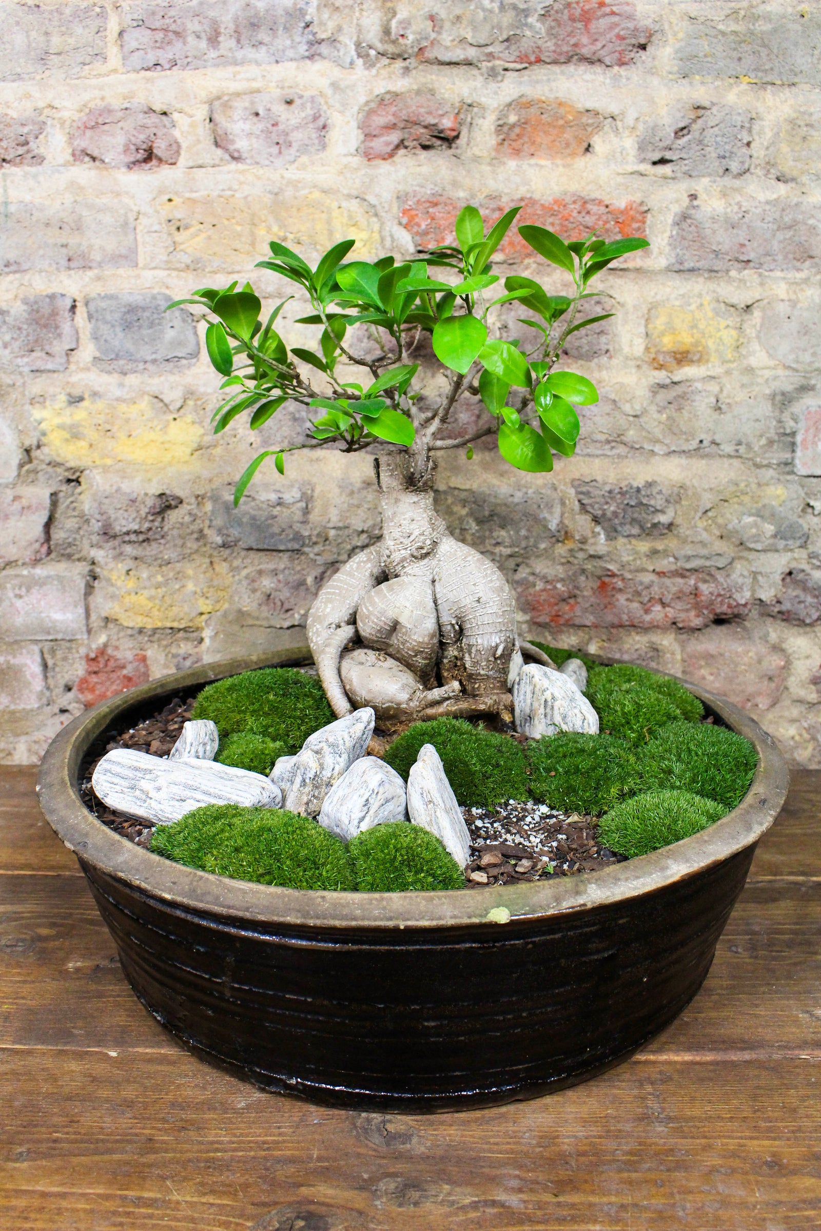 Ginseng ficus bonsai moss garden in a glazed ceramic bowl — Botanical Boys