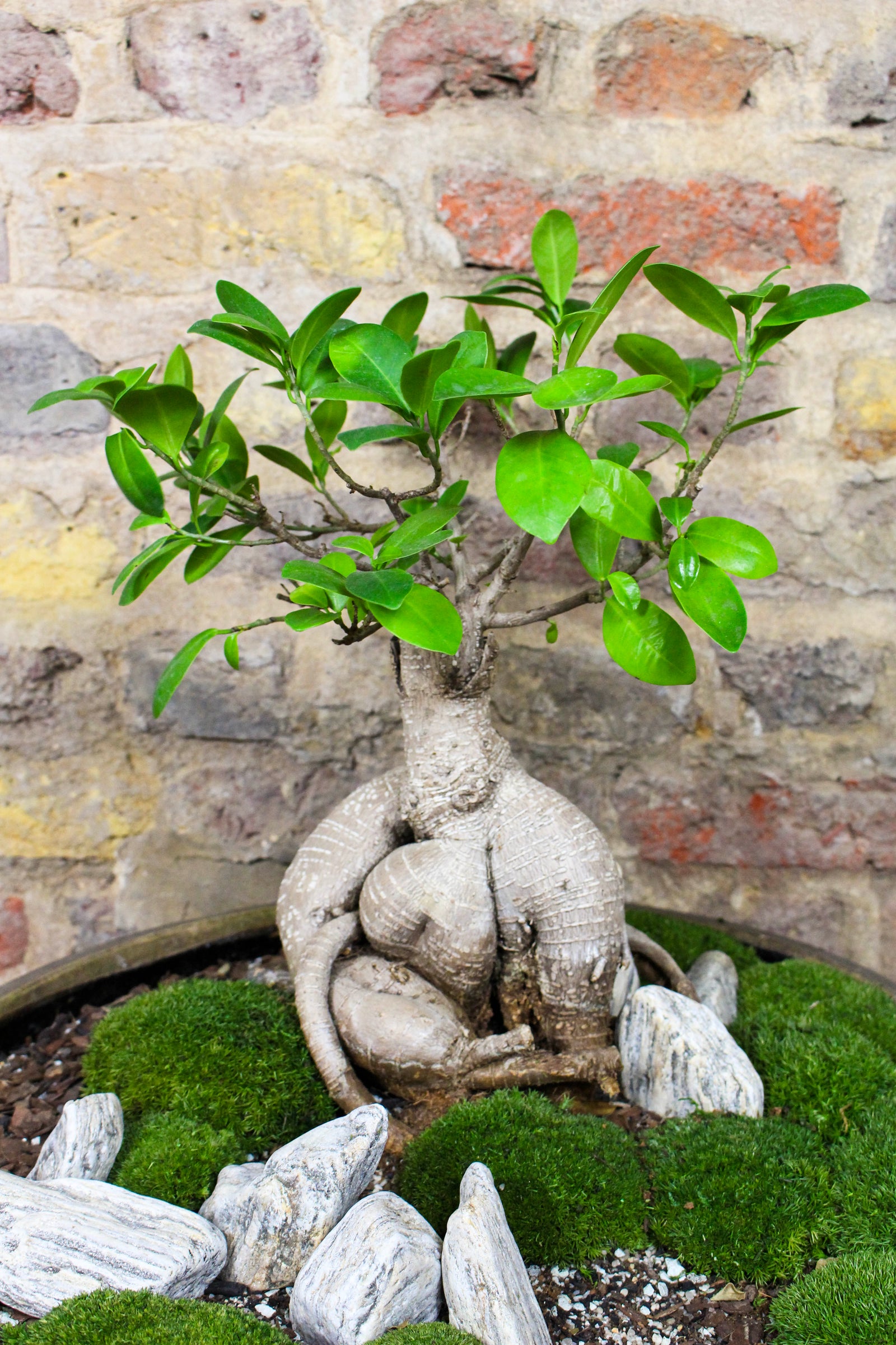 Detail of the ginseng ficus aerial roots and moss — Botanical Boys