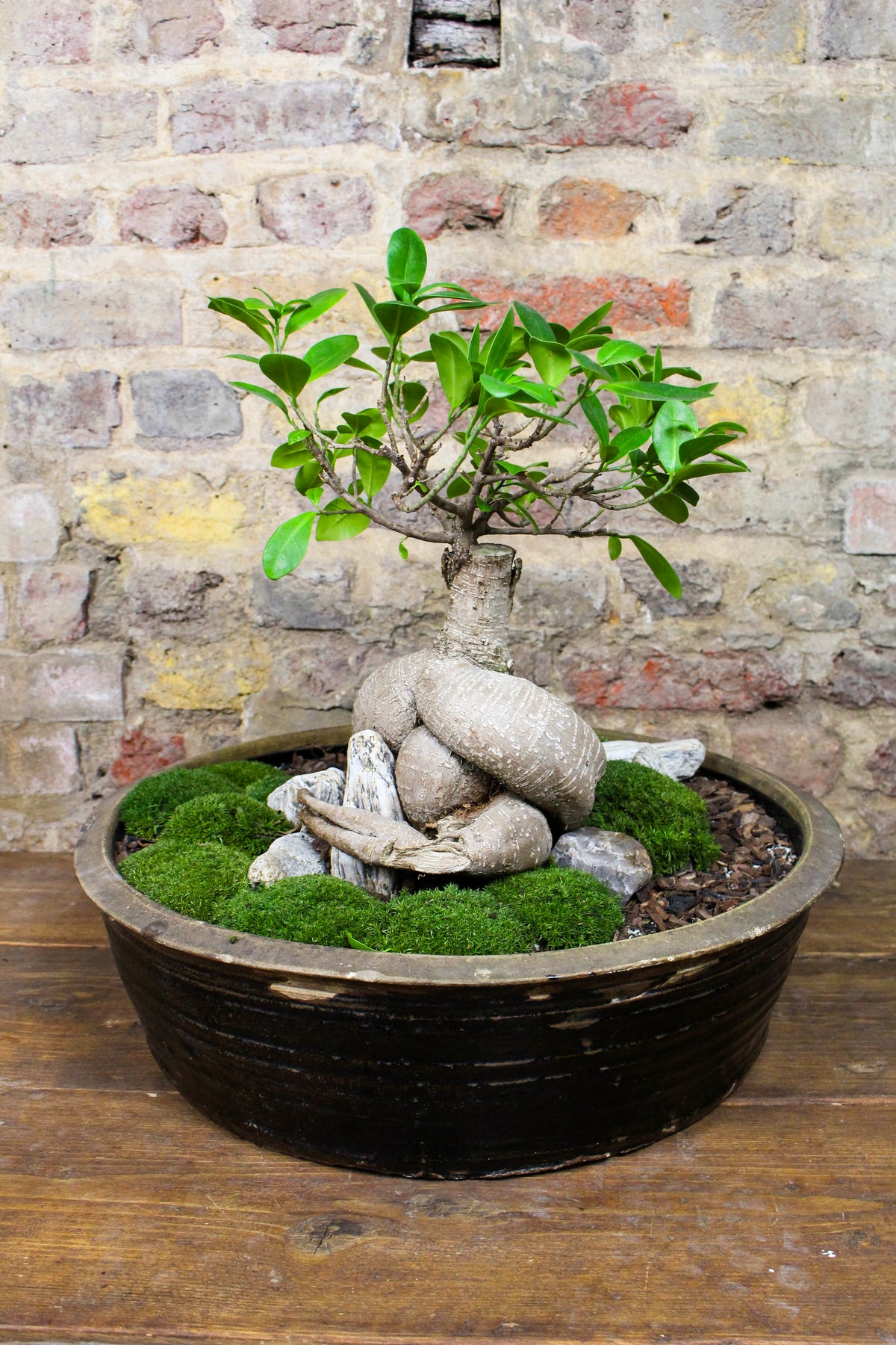 Side view of the ficus ginseng bonsai and stone landscape — Botanical Boys