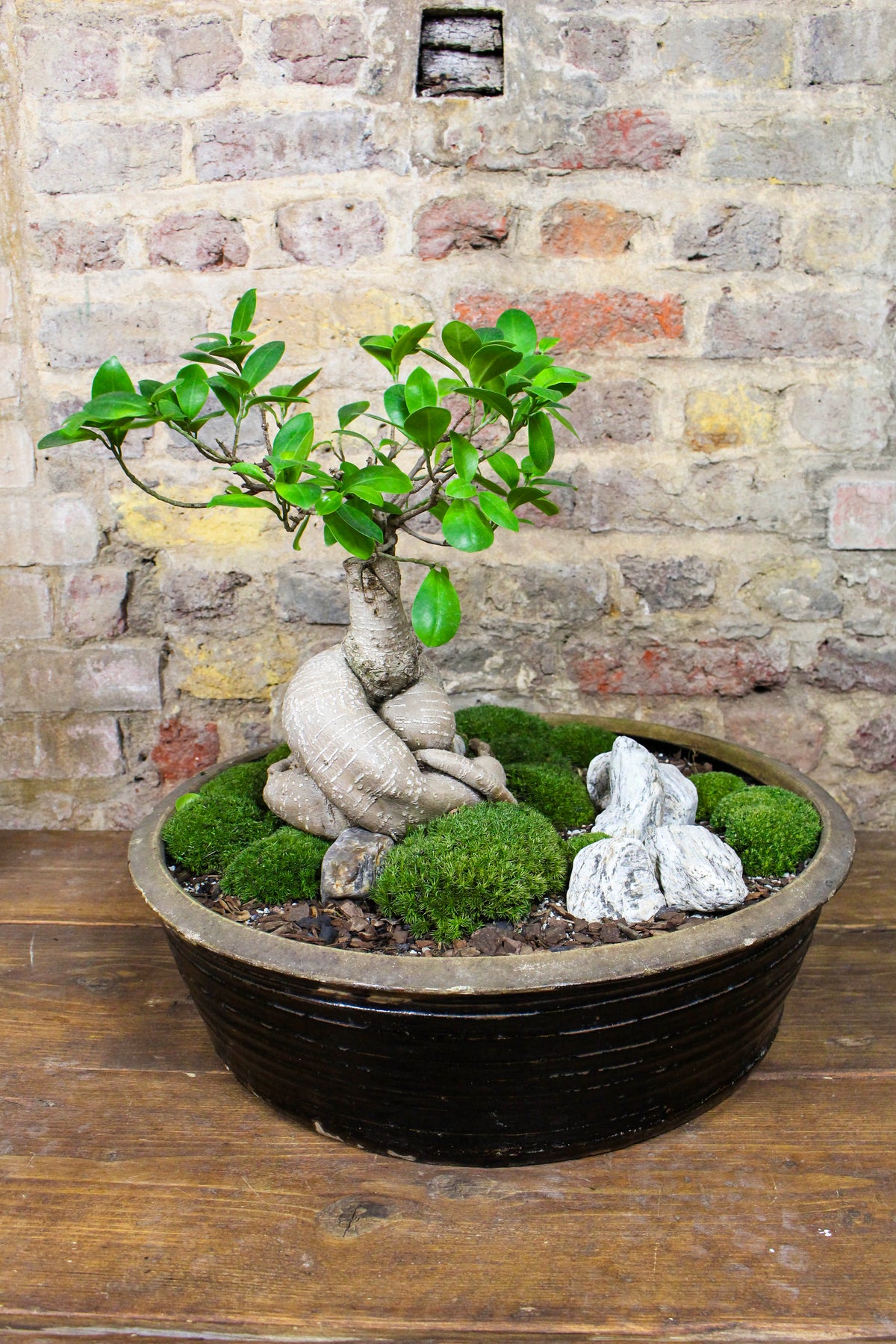 Ginseng ficus bonsai moss garden styled as a centrepiece — Botanical Boys