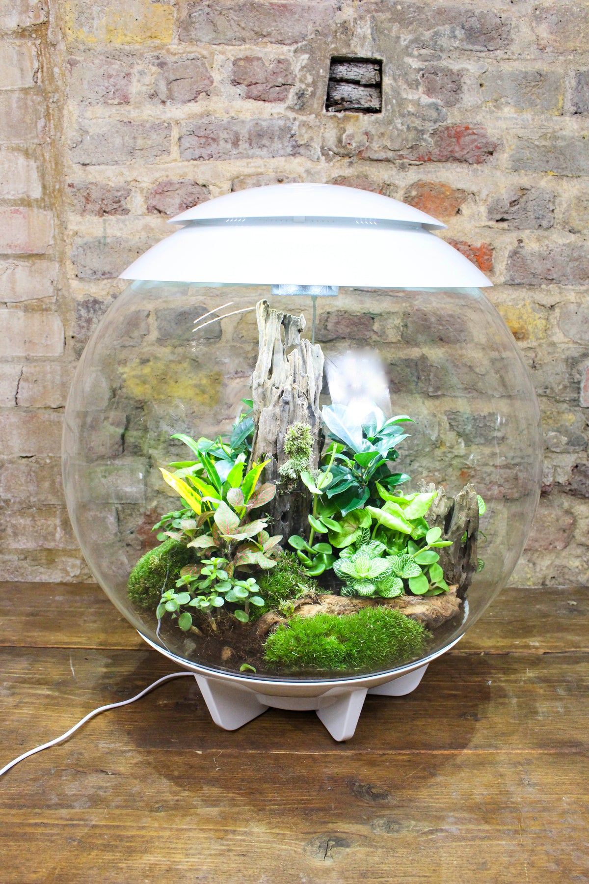 Side view of the bioOrb globe terrarium on its base — Botanical Boys