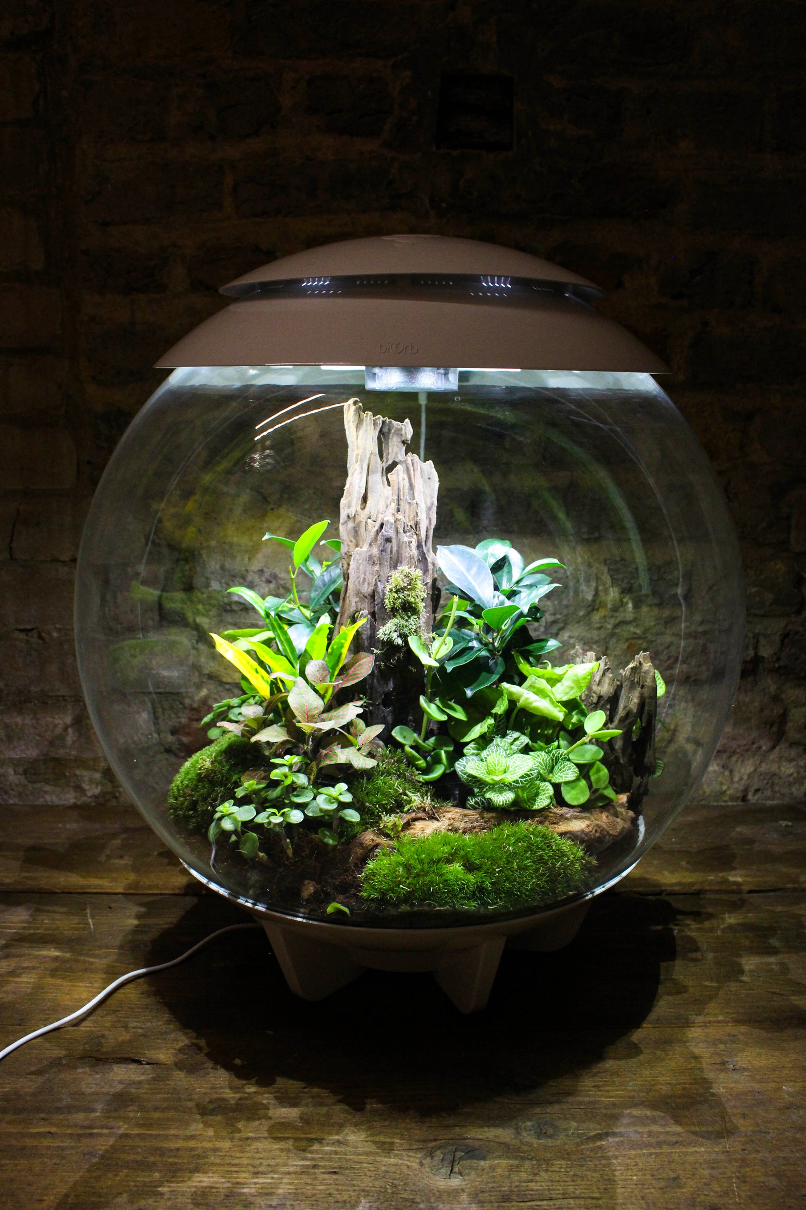 bioOrb illuminated LED terrarium with tropical planting and driftwood — Botanical Boys