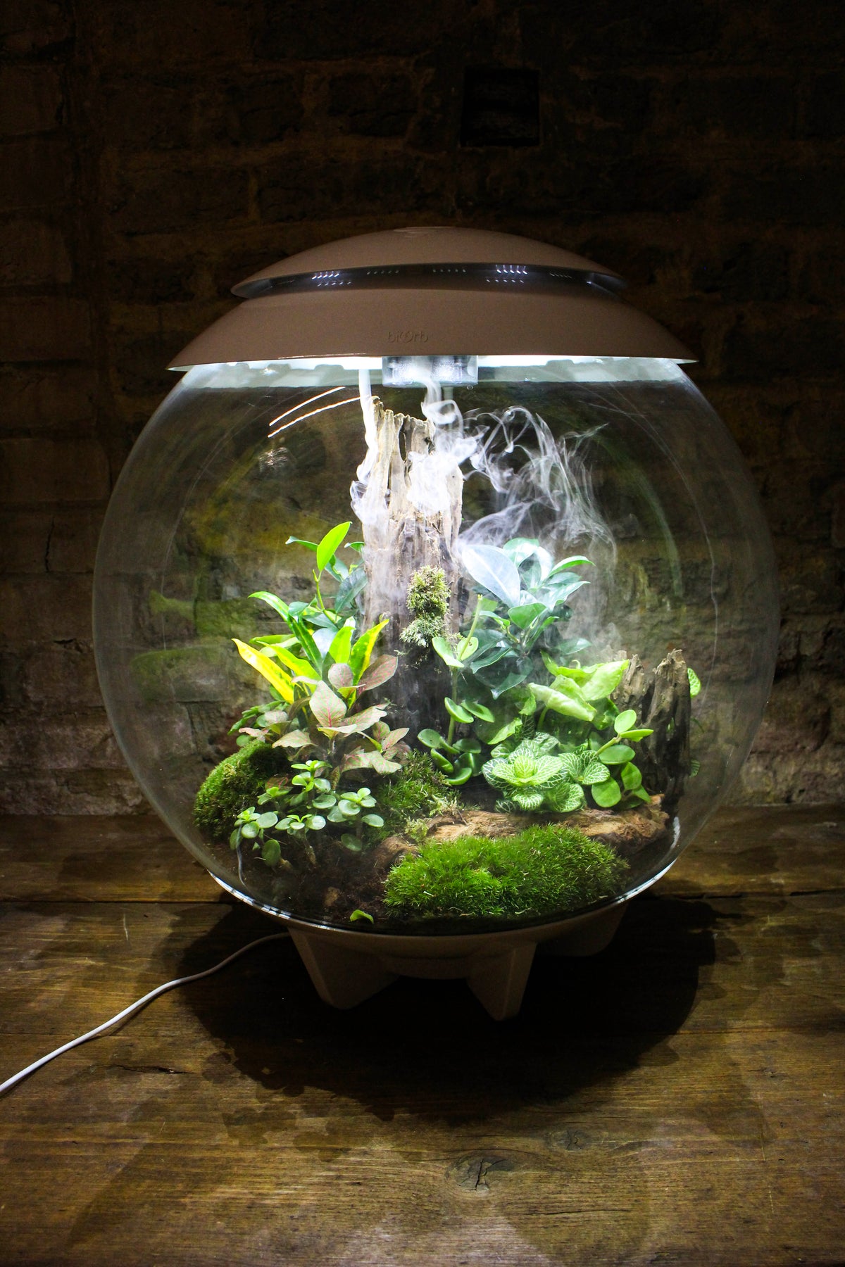 bioOrb illuminated terrarium glowing as an ambient feature light — Botanical Boys