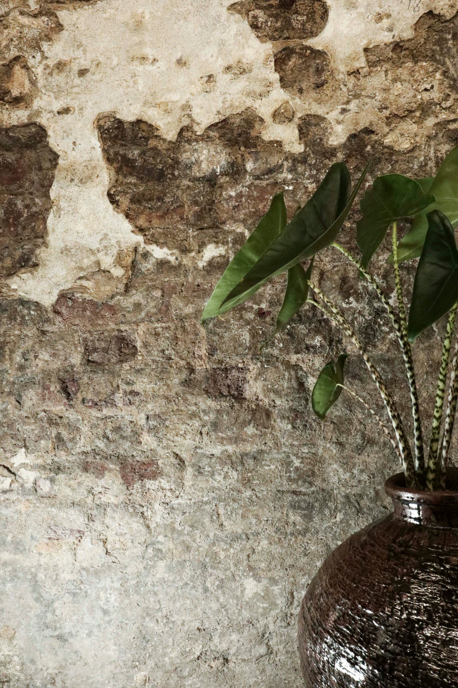 Vintage brown glazed pot planted with Alocasia Zebrina FR38