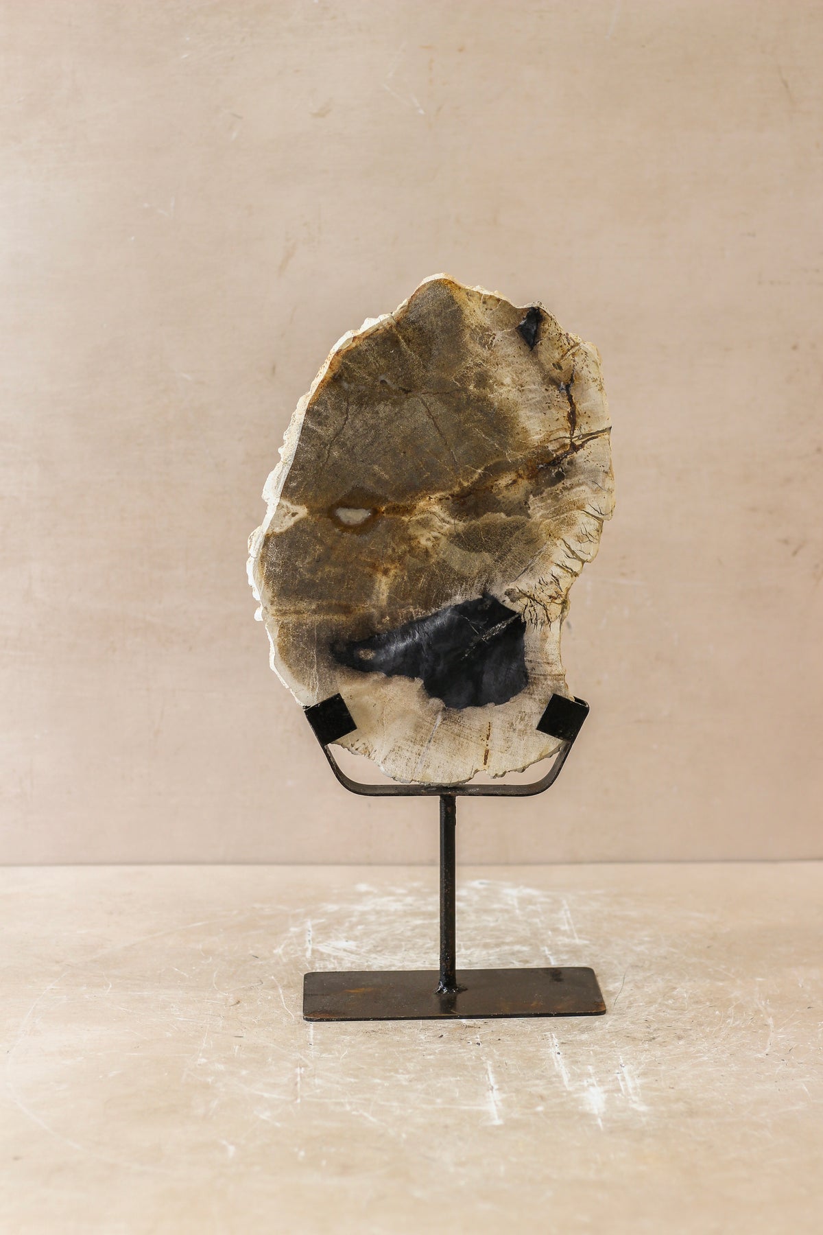 Petrified Wood Display - No 2