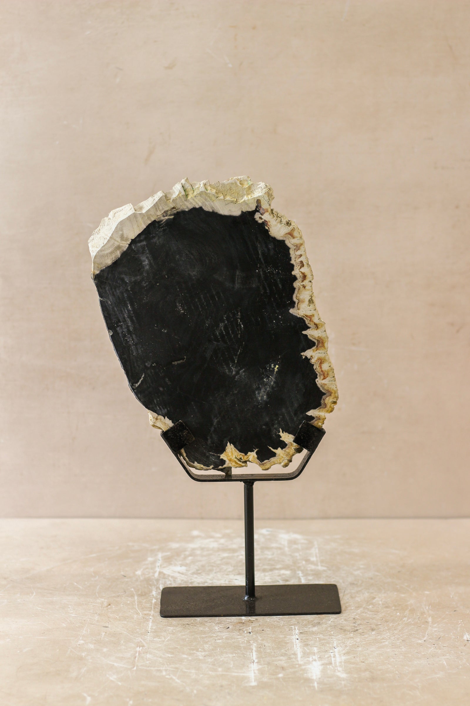 Petrified Wood Display - No 3