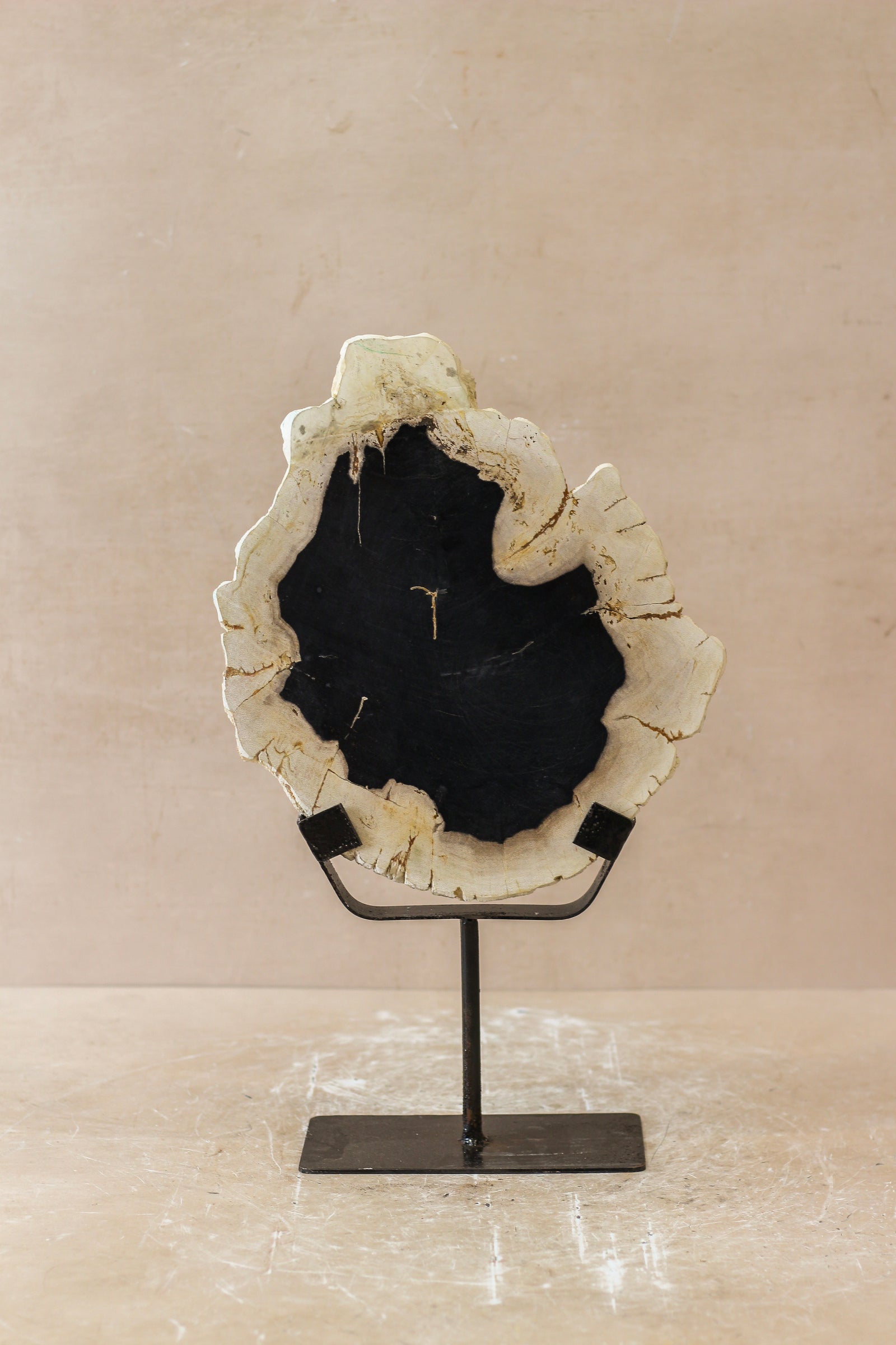 Petrified Wood Display - No 4