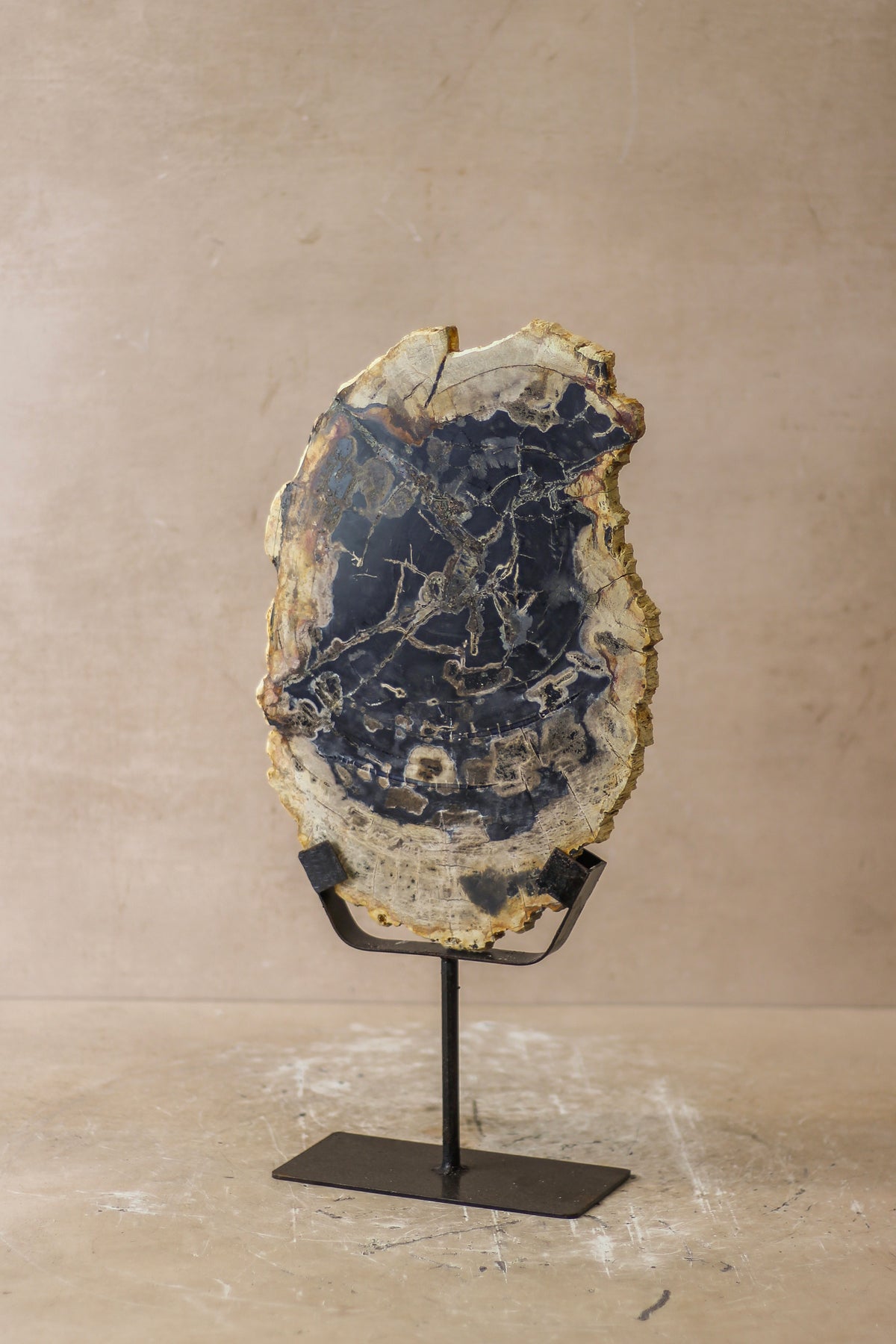 Petrified Wood Display - No 7