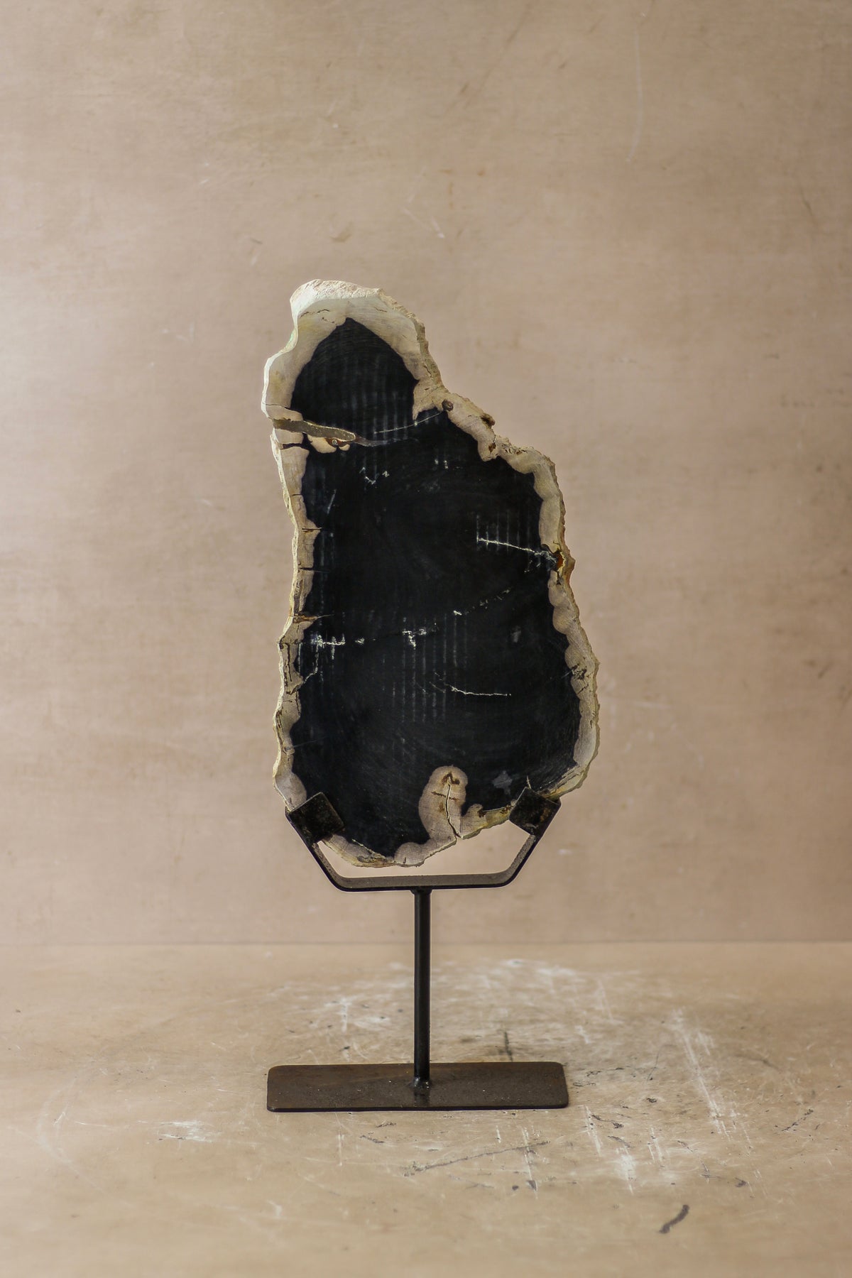 Petrified Wood Display - No 8