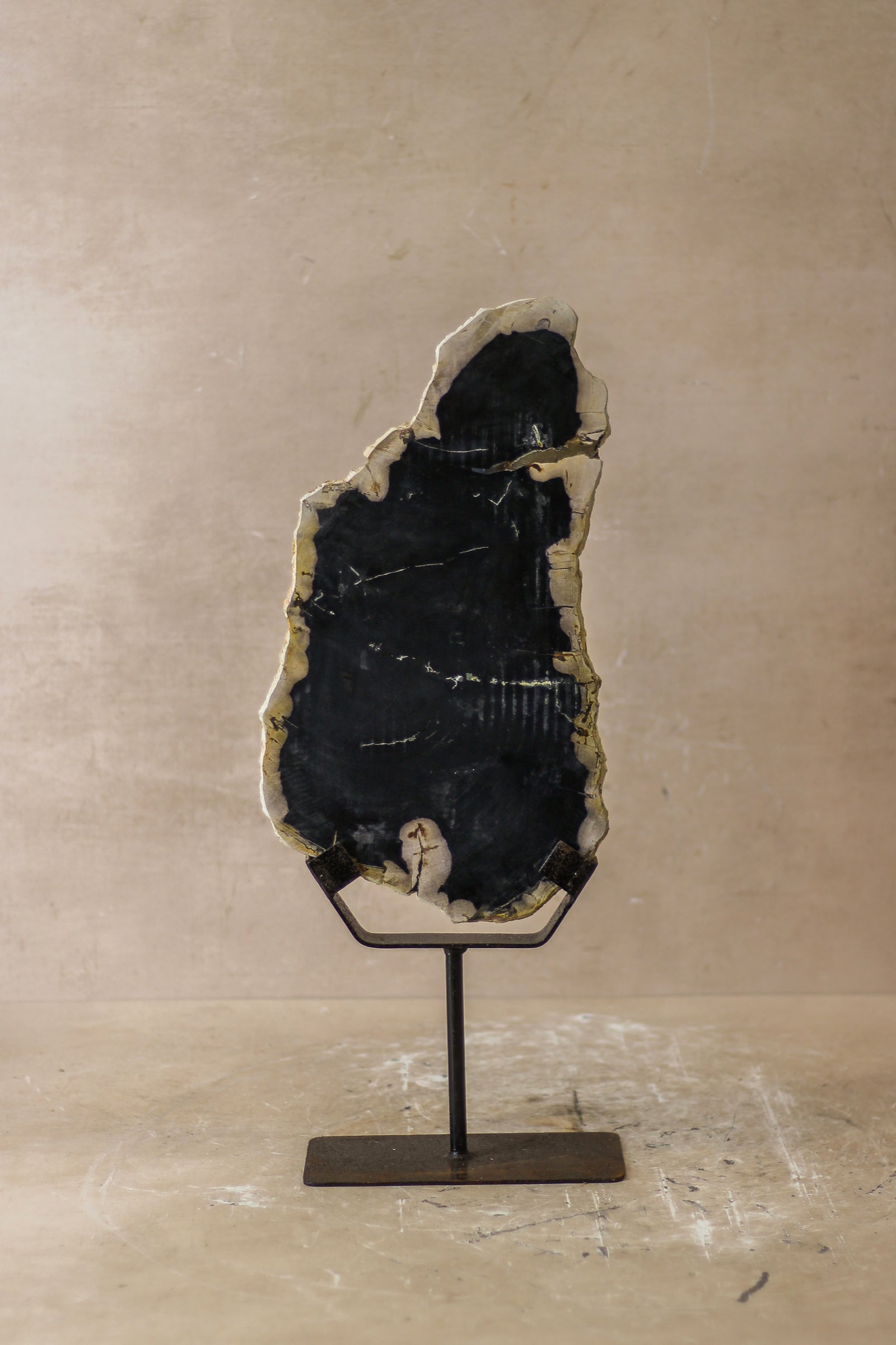 Petrified Wood Display - No 8