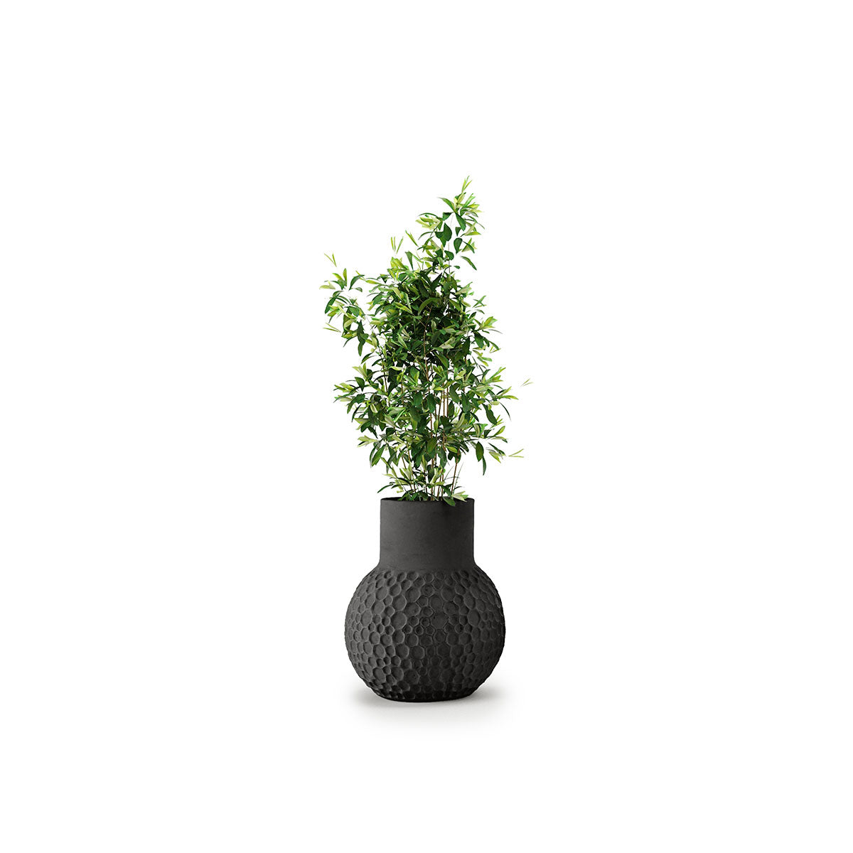 Stellar Planter