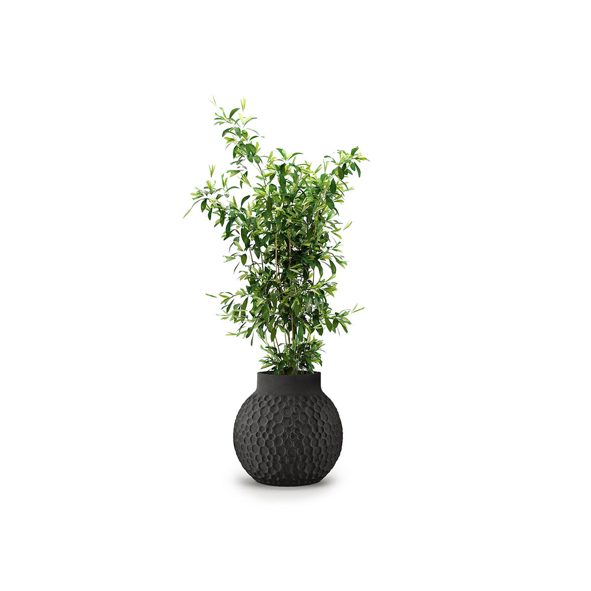 Stellar Planter