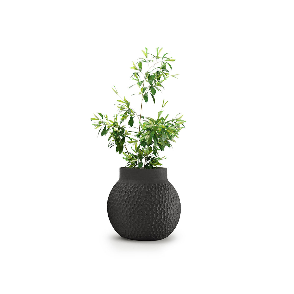 Stellar Planter