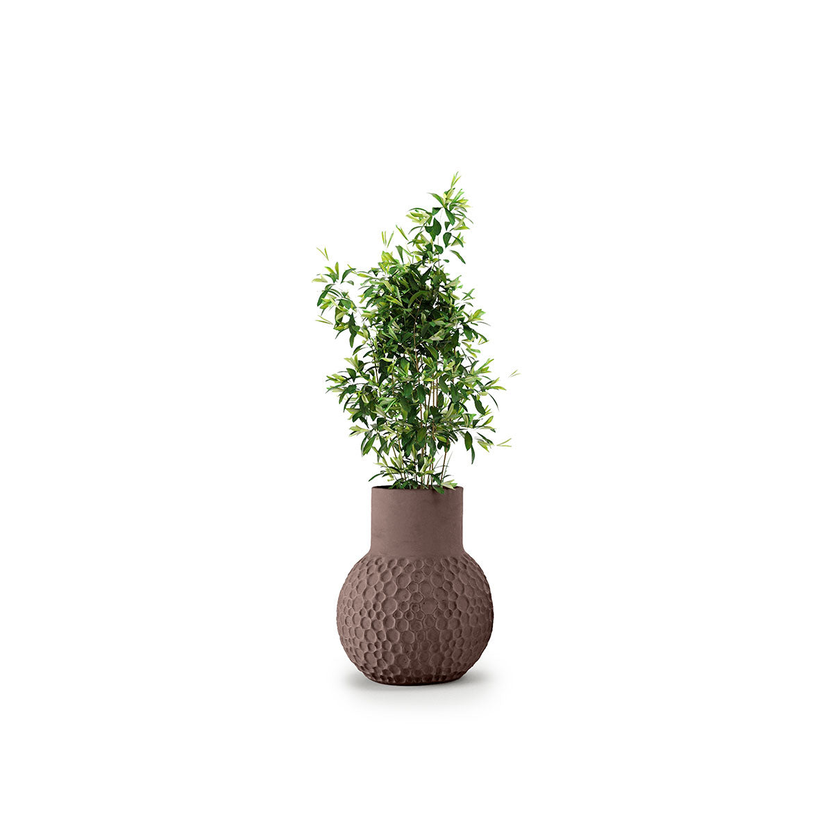 Stellar Planter