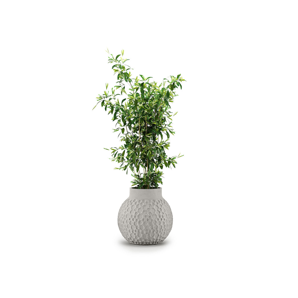 Stellar Planter