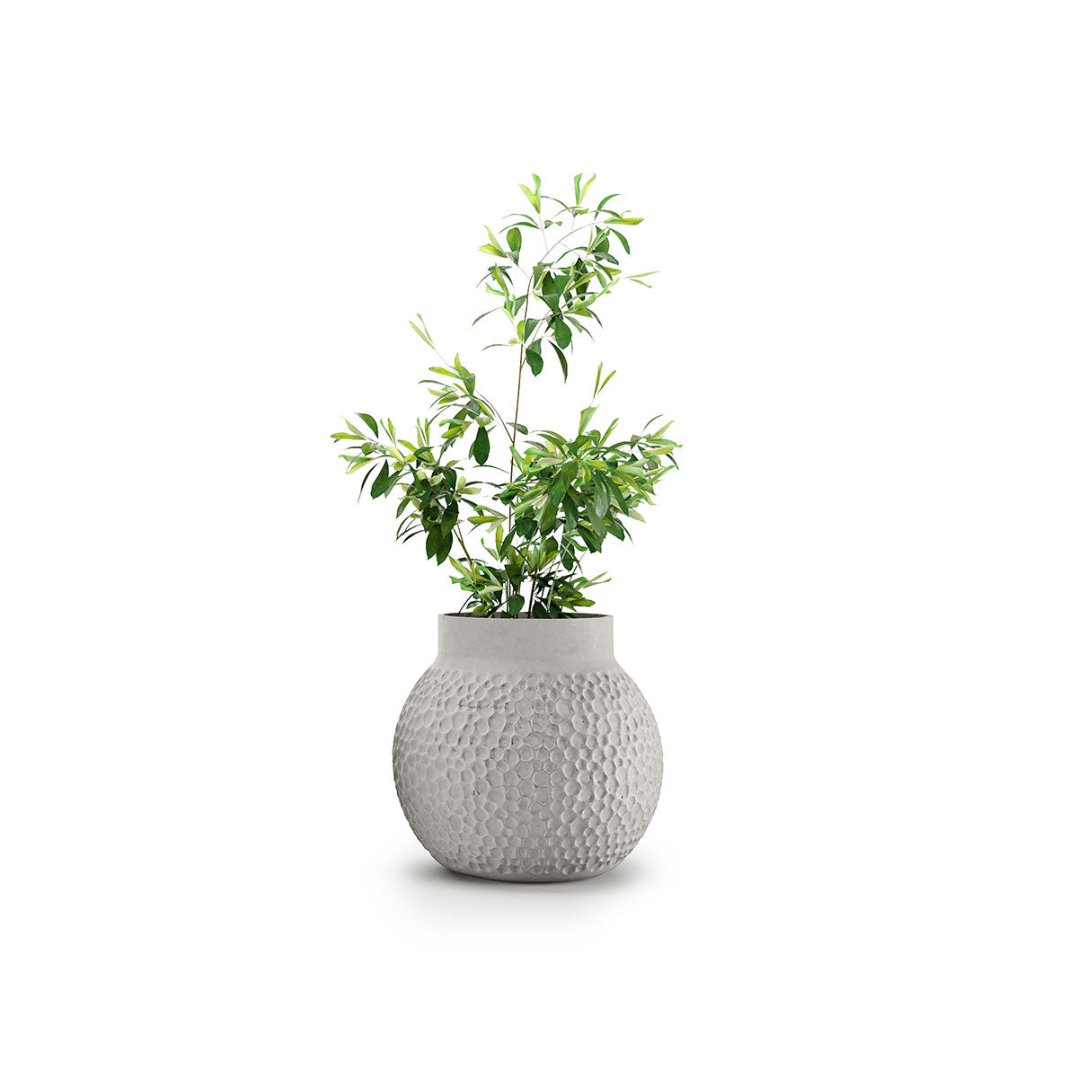 Stellar Planter