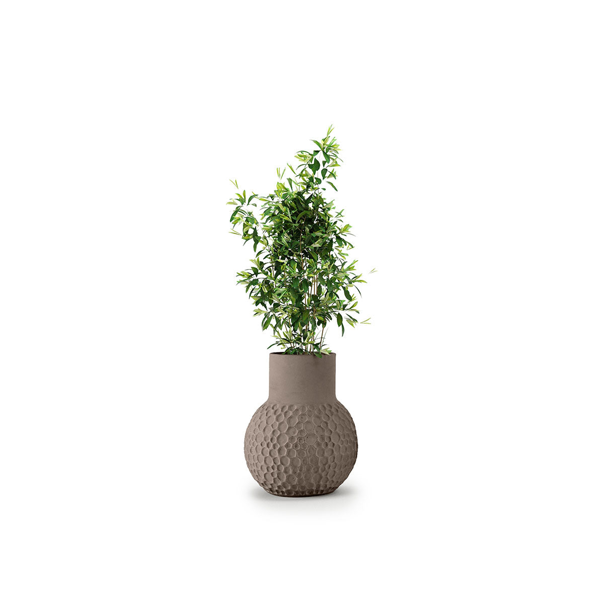 Stellar Planter