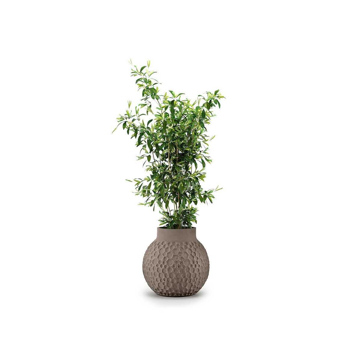 Stellar Planter