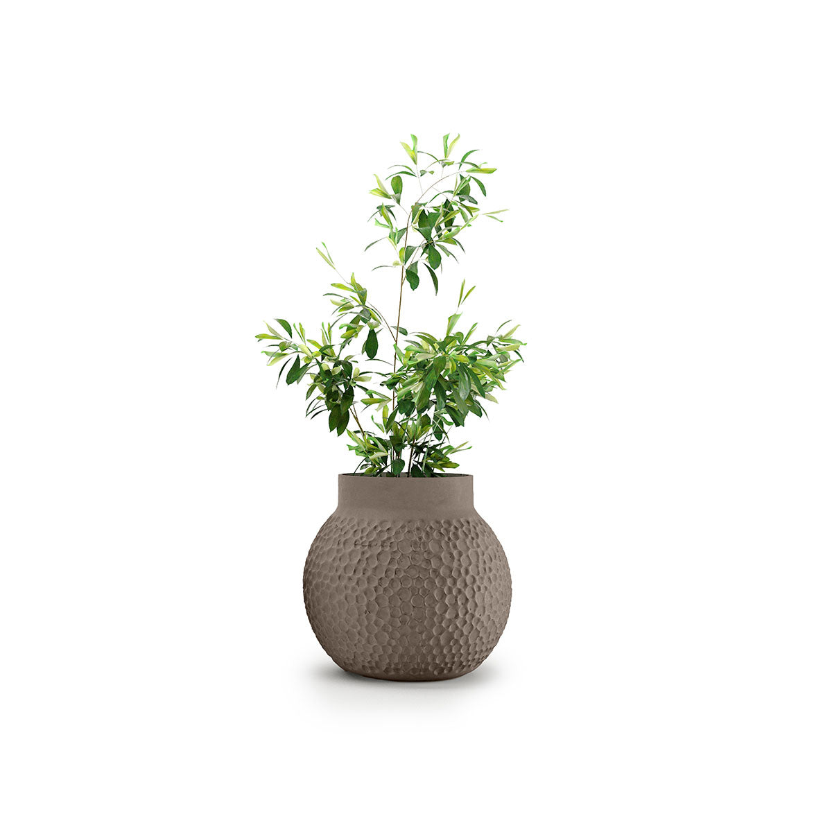 Stellar Planter
